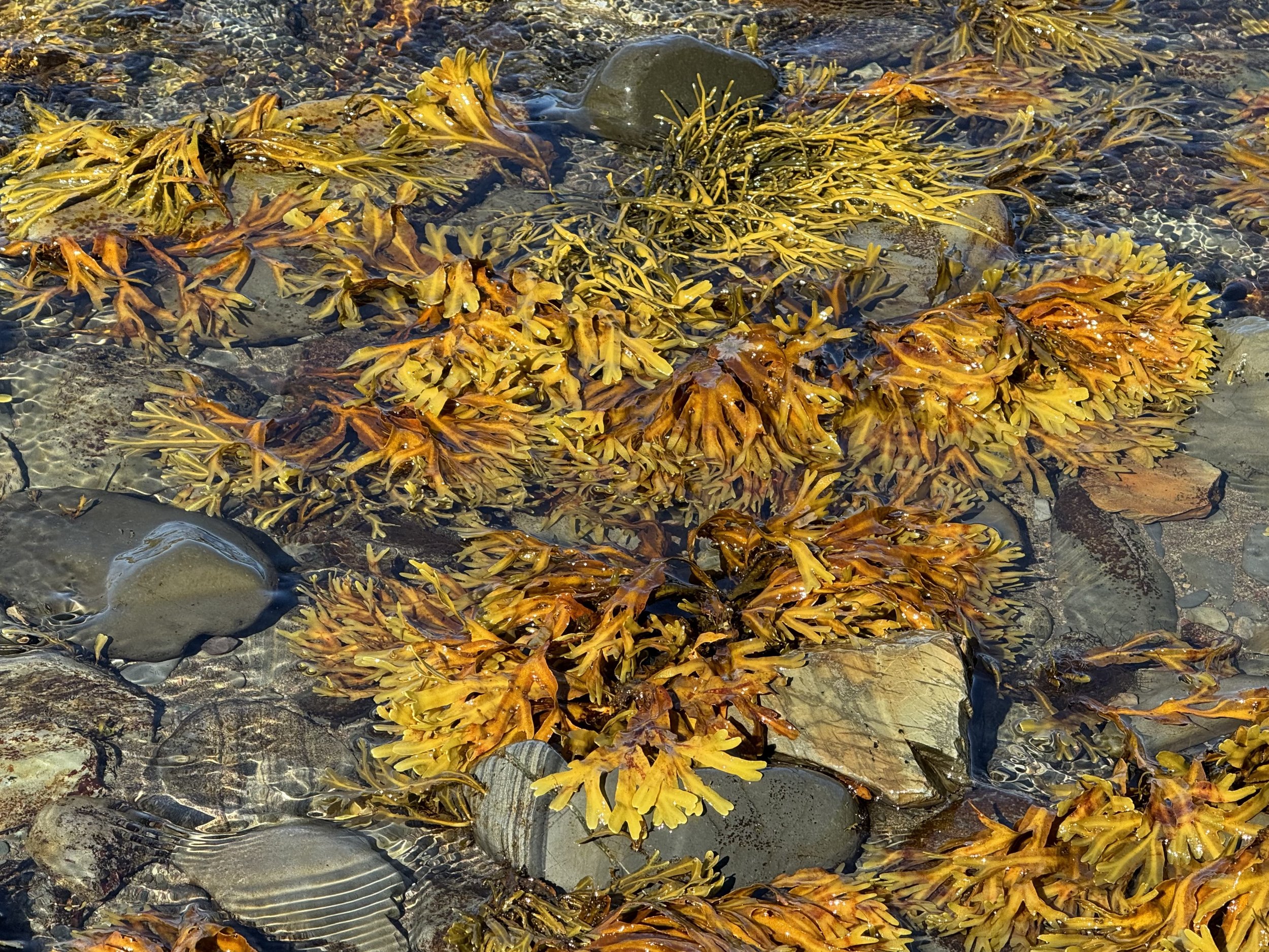 rockweed