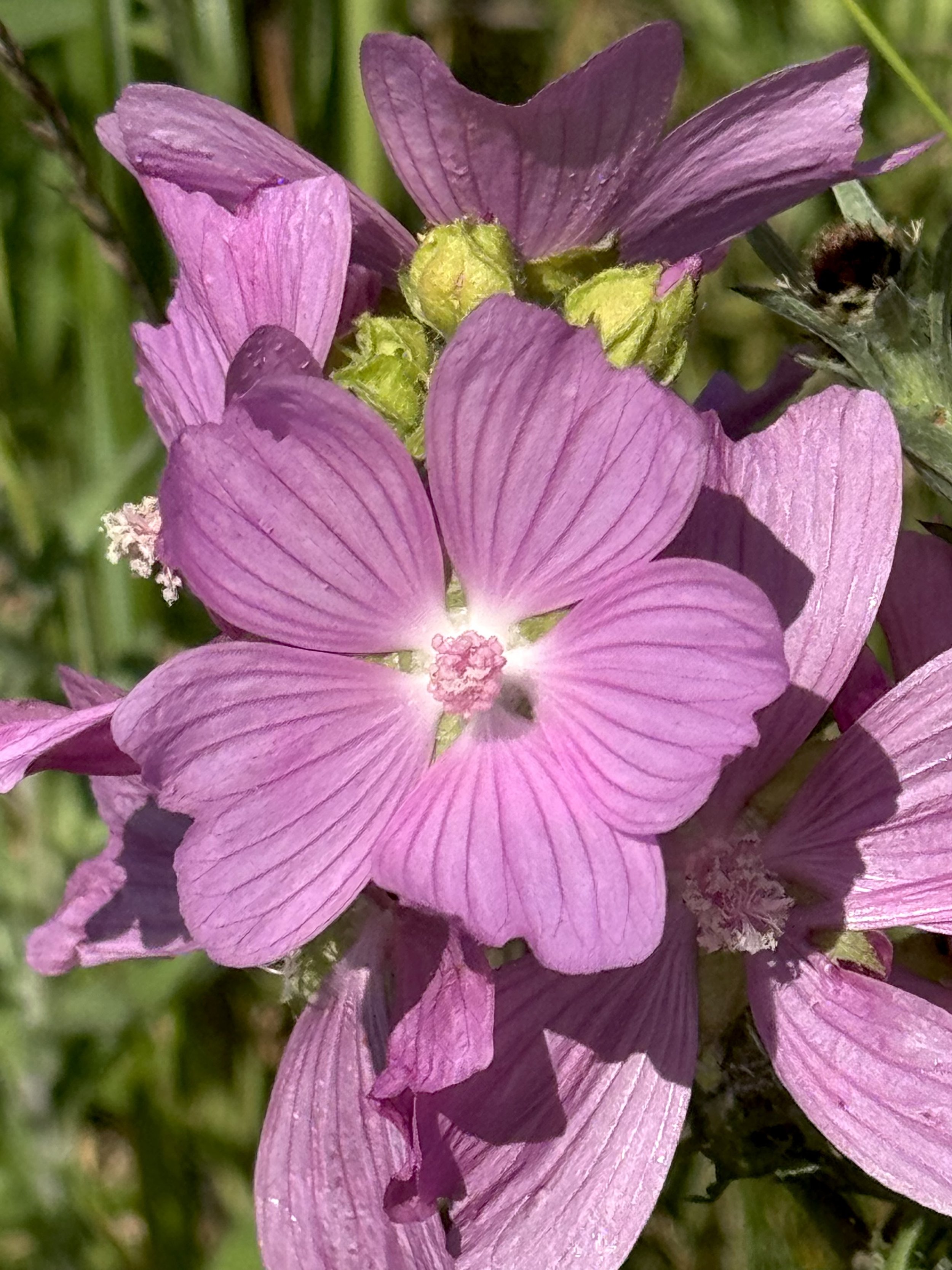musk mallow, Tiffany Lane, St. John’s