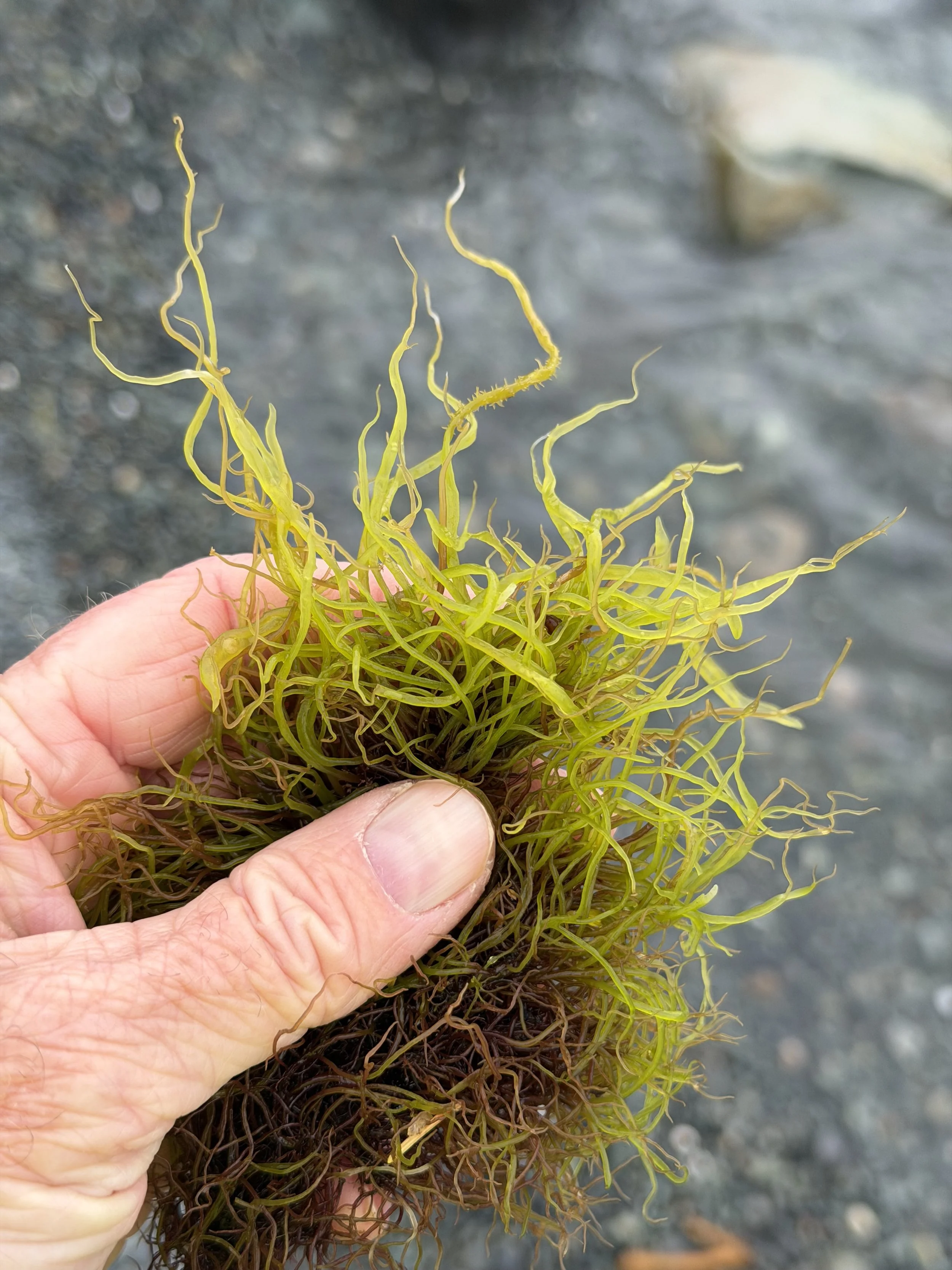 exploring seaweeds on the beach at Tors Cove