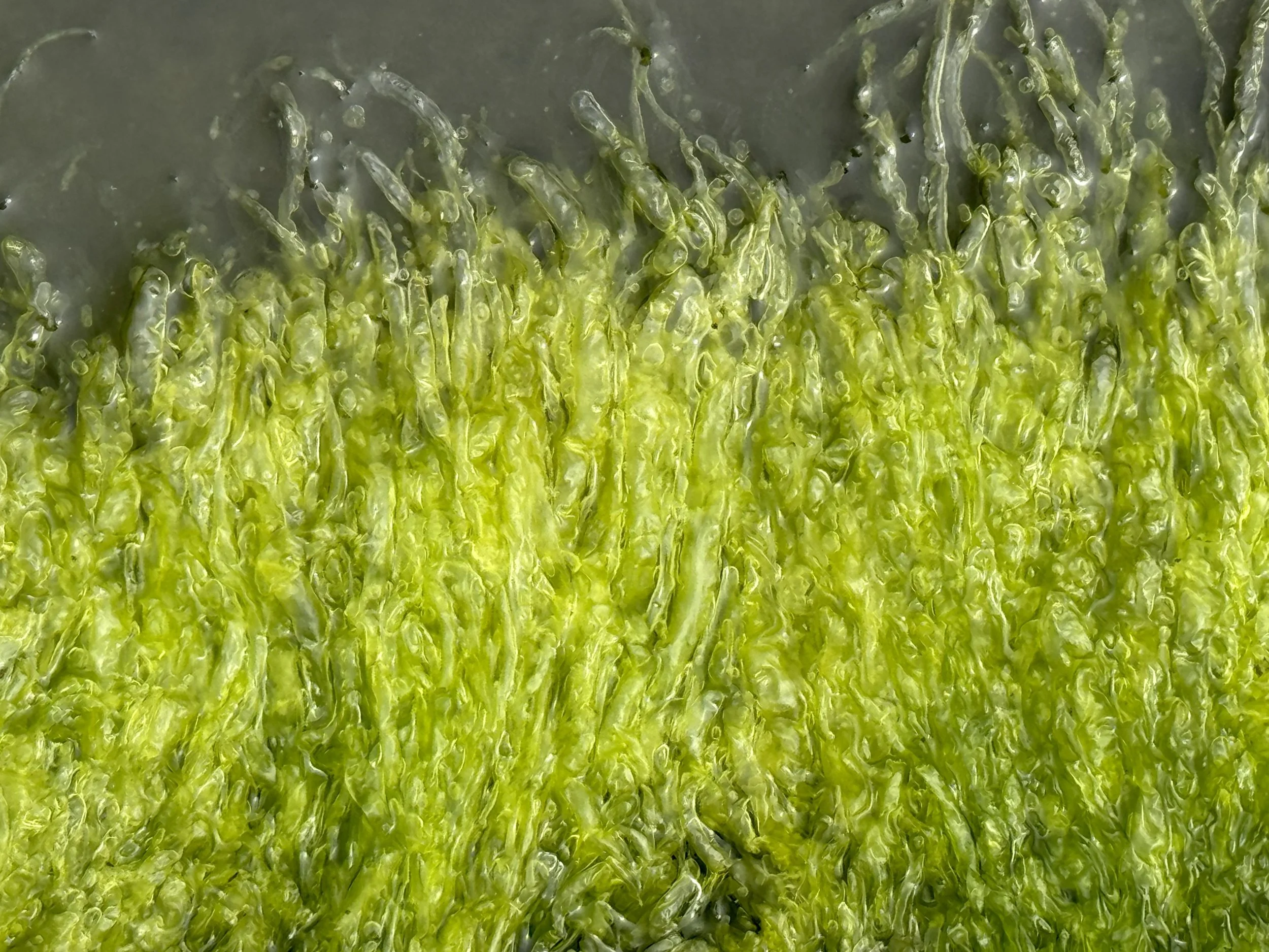 gutweed (maiden hair sea lettuce)