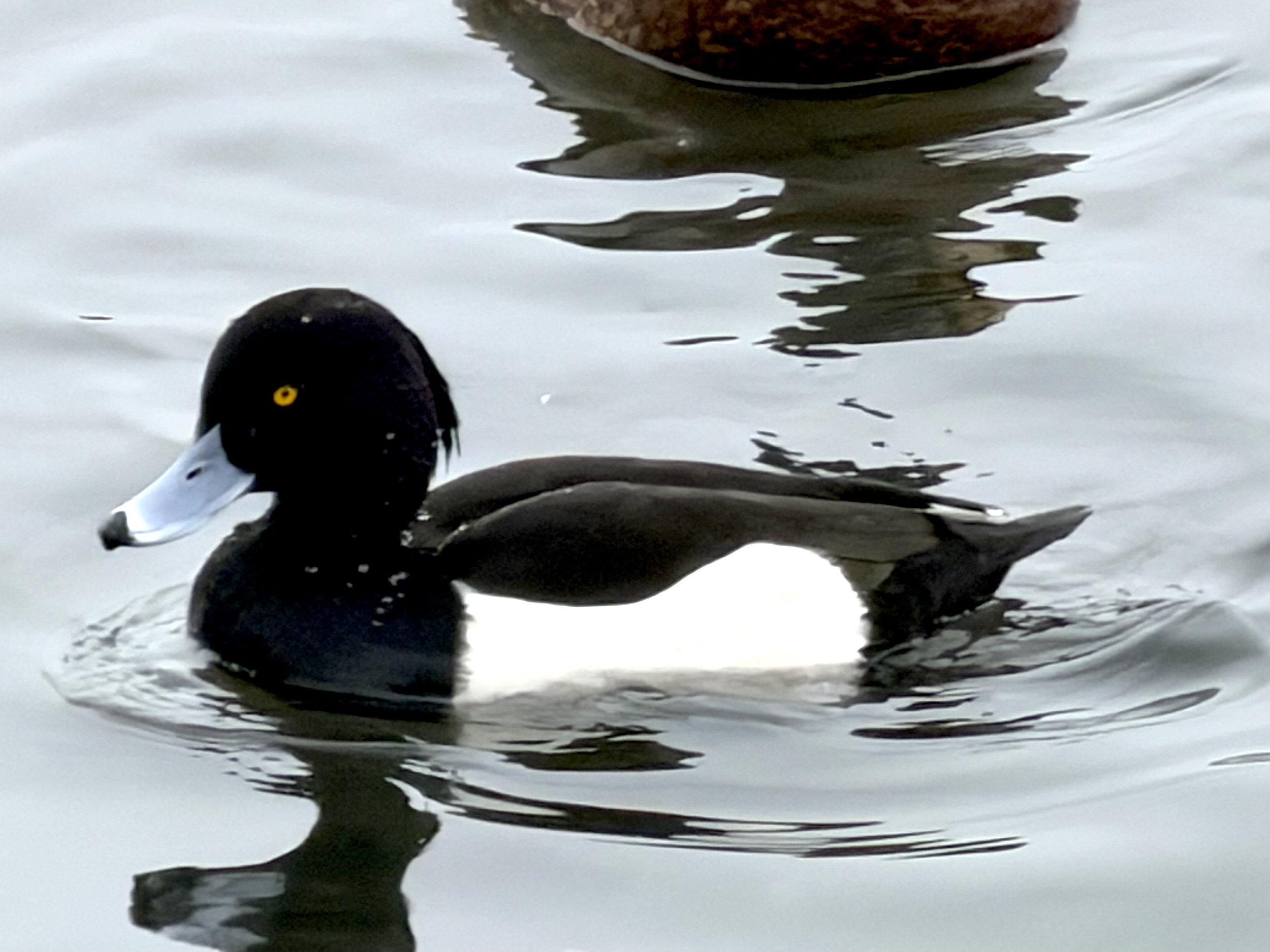 tufted duck, Kent’s Pond, St. John’s