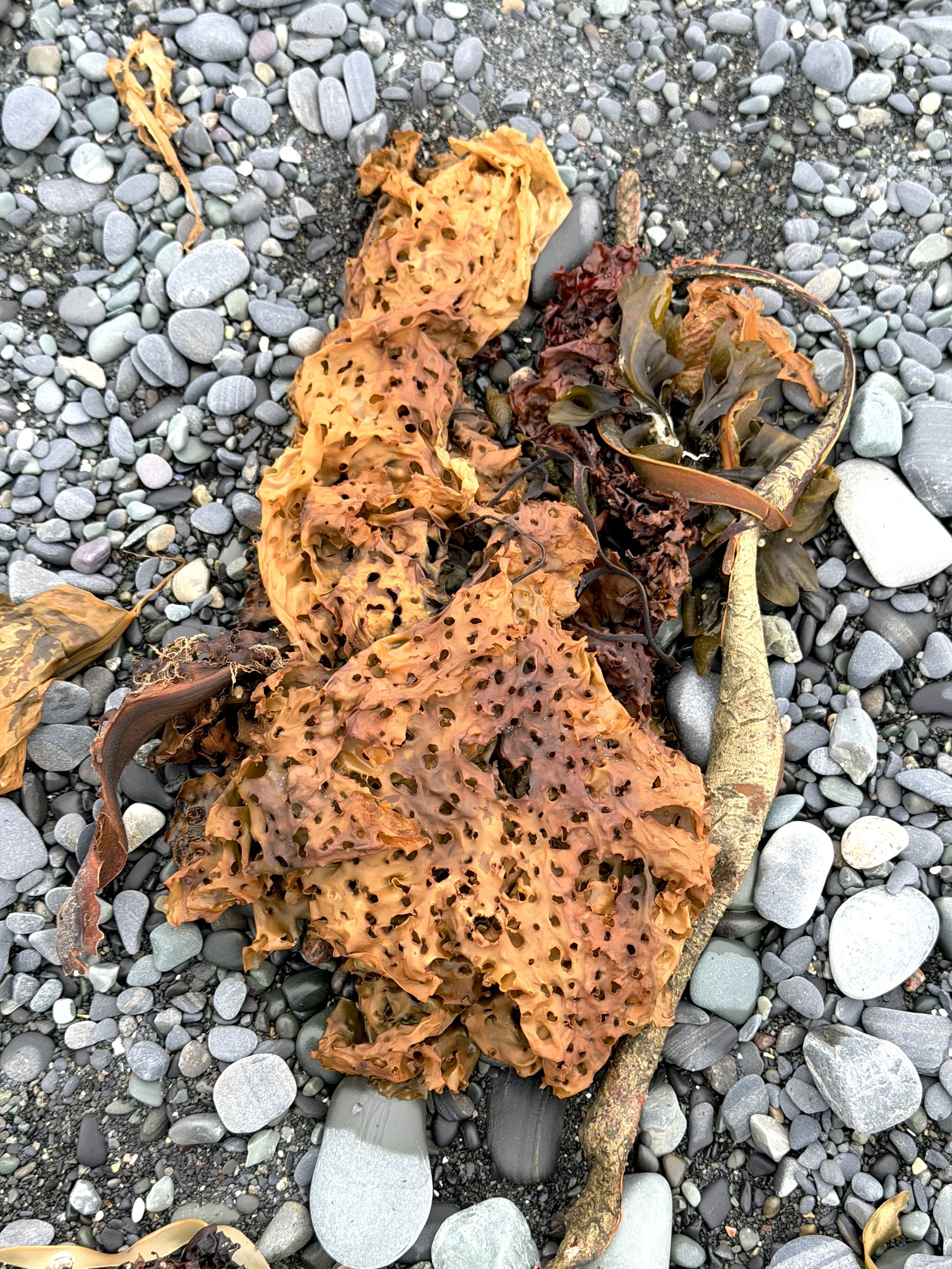a picture of sieve kelp washed up on a rocky beach