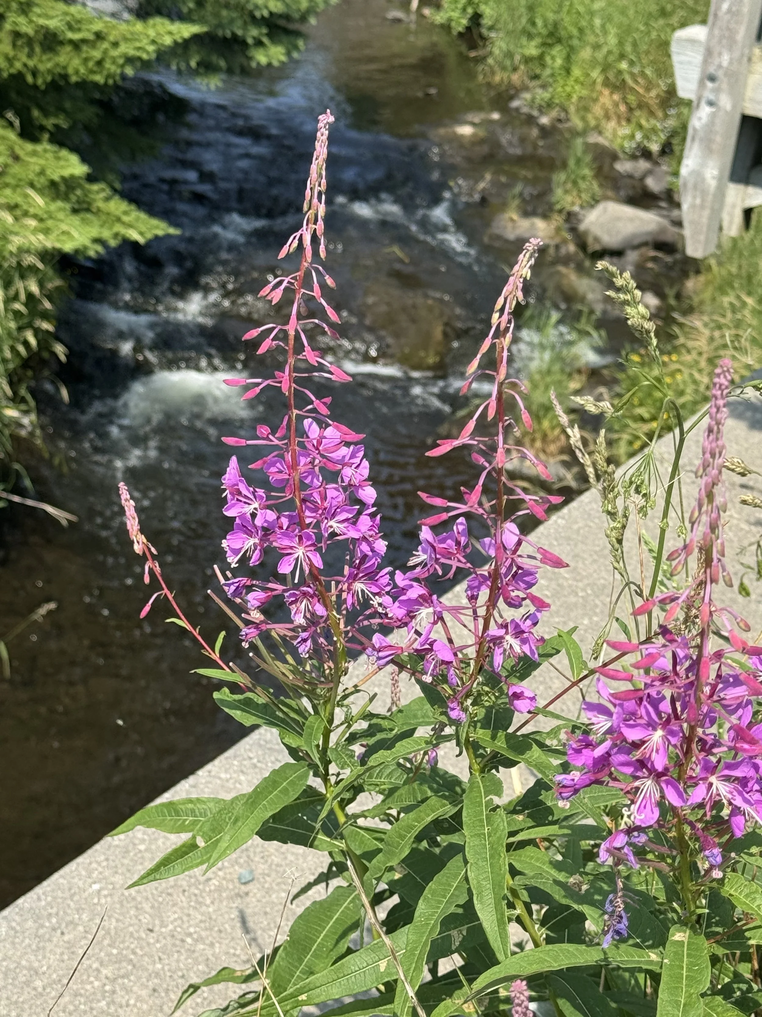 fireweed, Virginia River, St. John’s