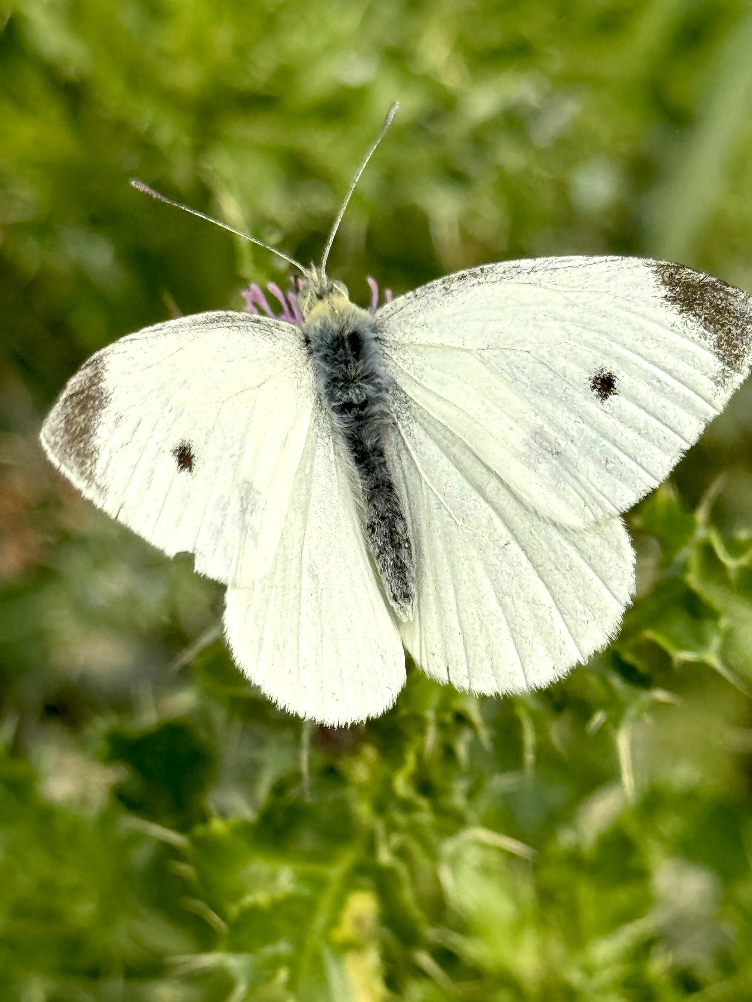 cabbage white butterfly, Pippy Park, St. John’s