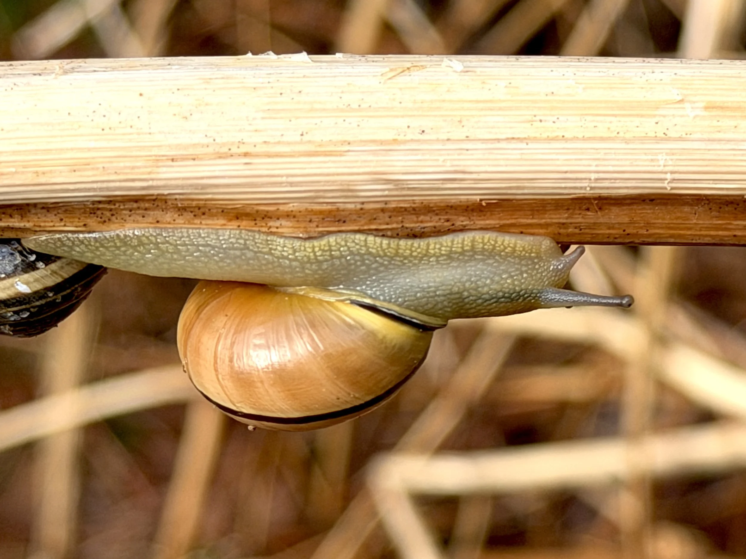 a brown-lipped snail on Japanese knotweed, near Fogarty’s Wetland, St. John’s