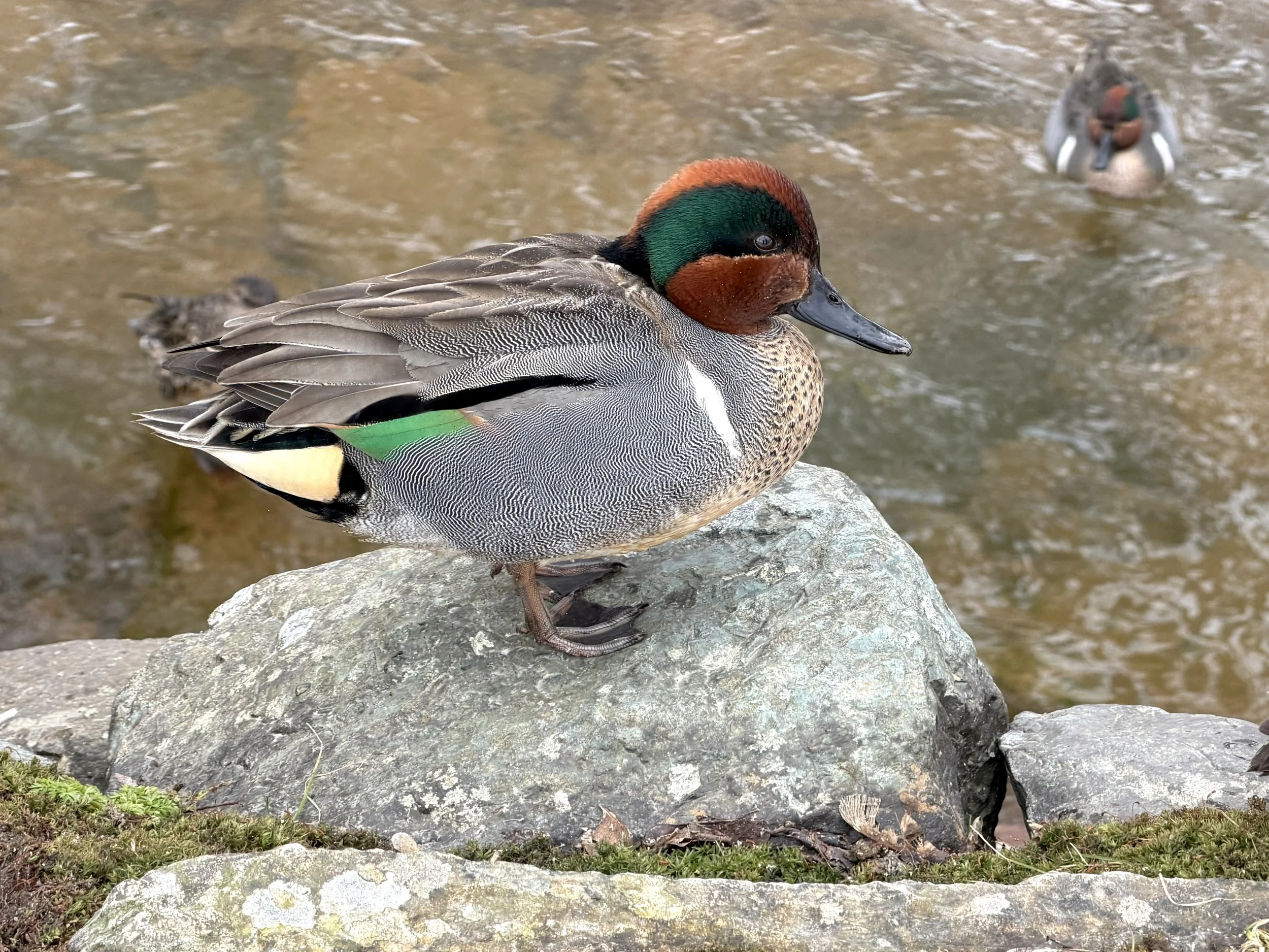 a green-winged teal, Kelly's Brook, St. John'a