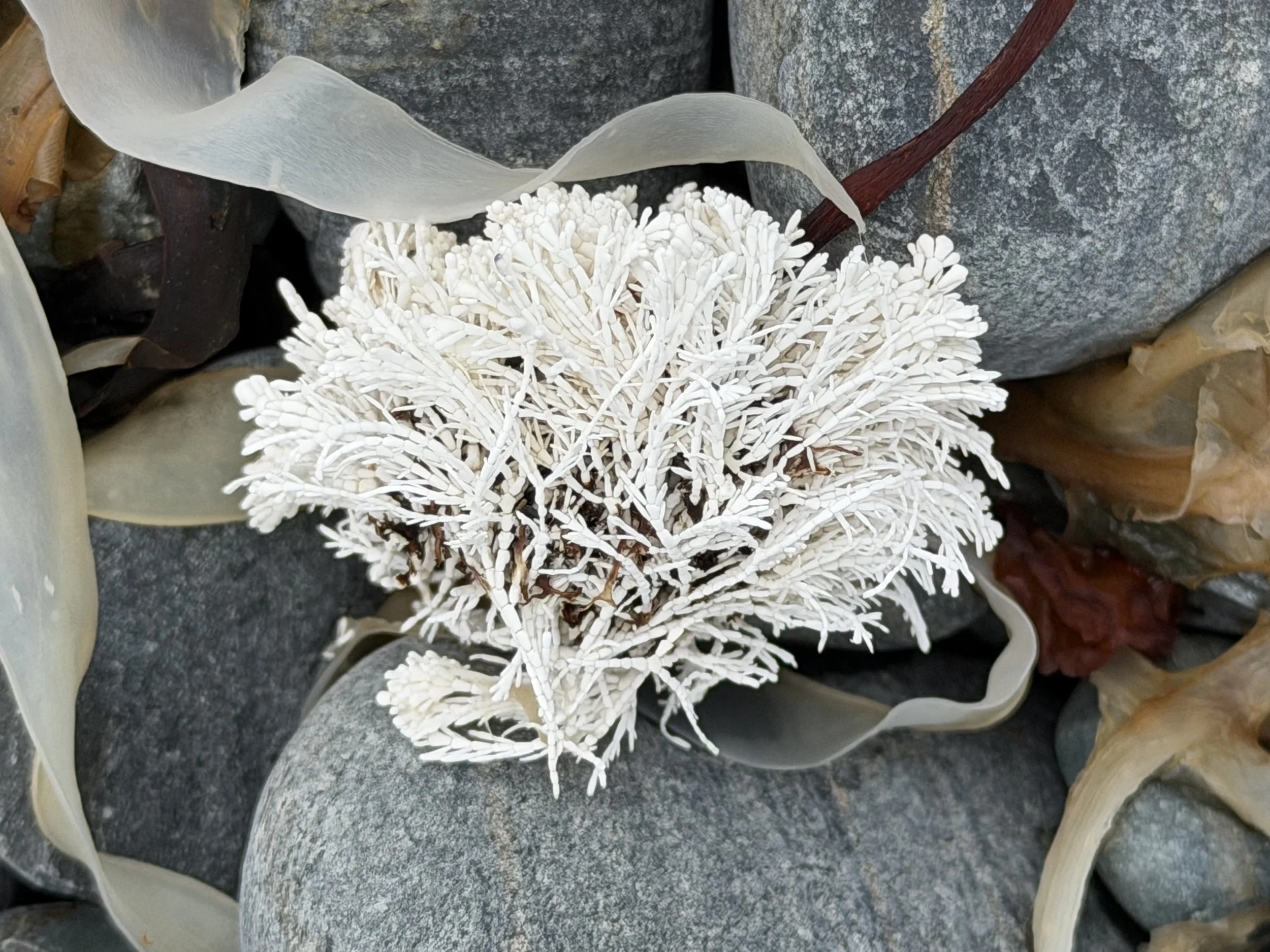 an image of coral weed on a rocky beach