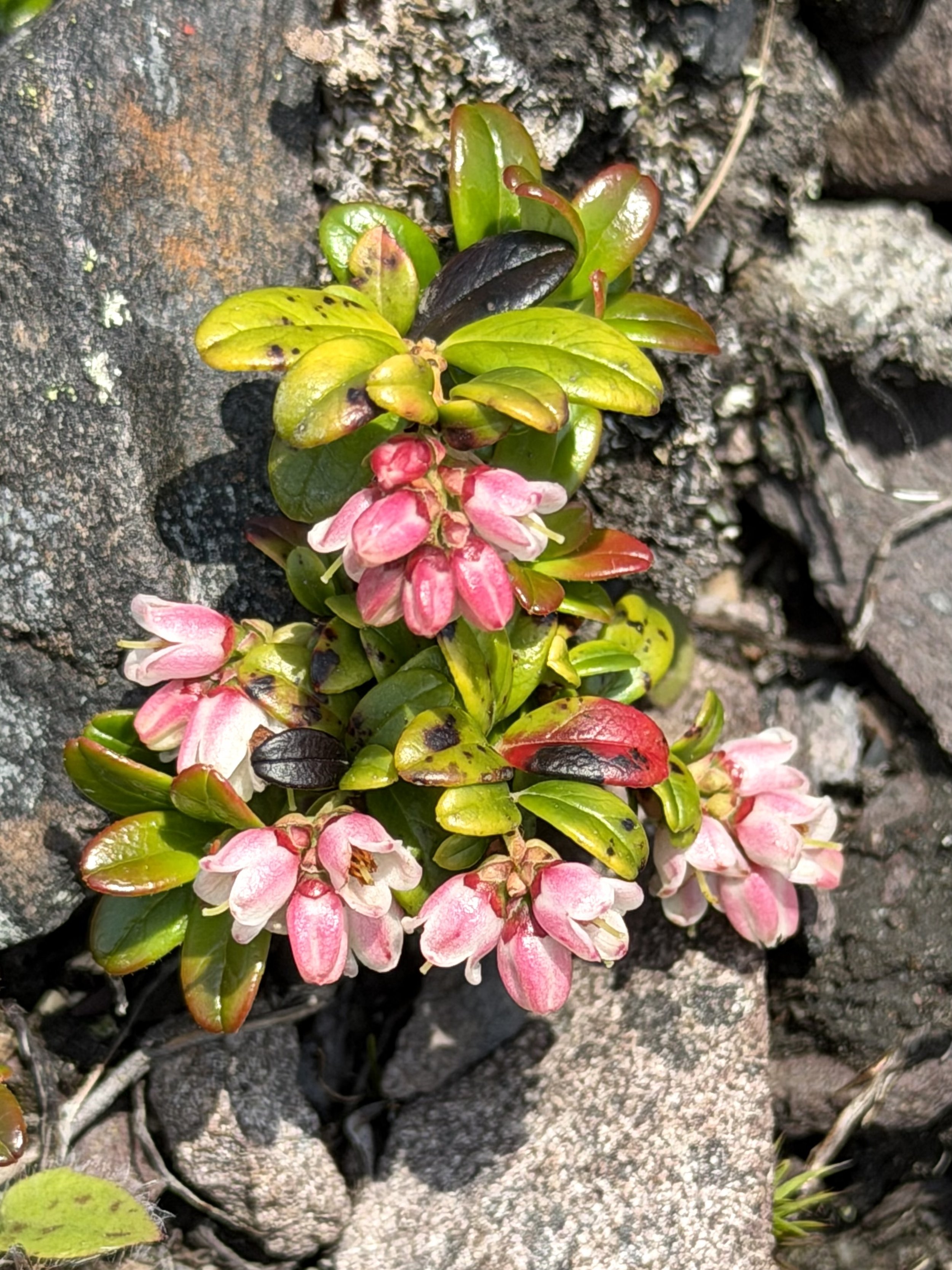 partridgeberry blossoms (mountain cranberry), Signal Hill, St. John’s