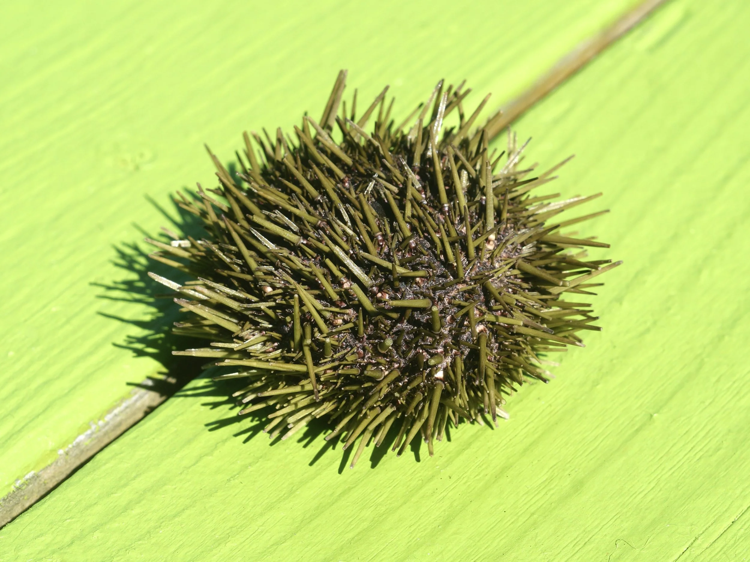 sea urchin