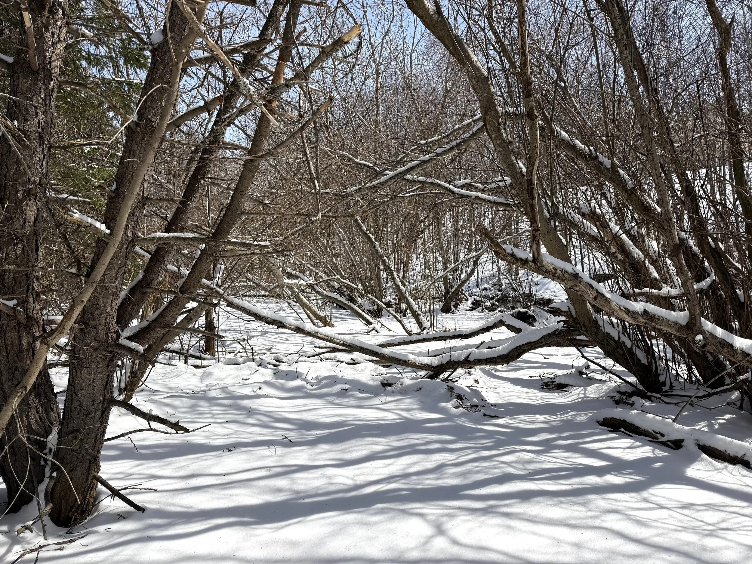 winter scene in early April, Kelly’s Brook, St. John’s