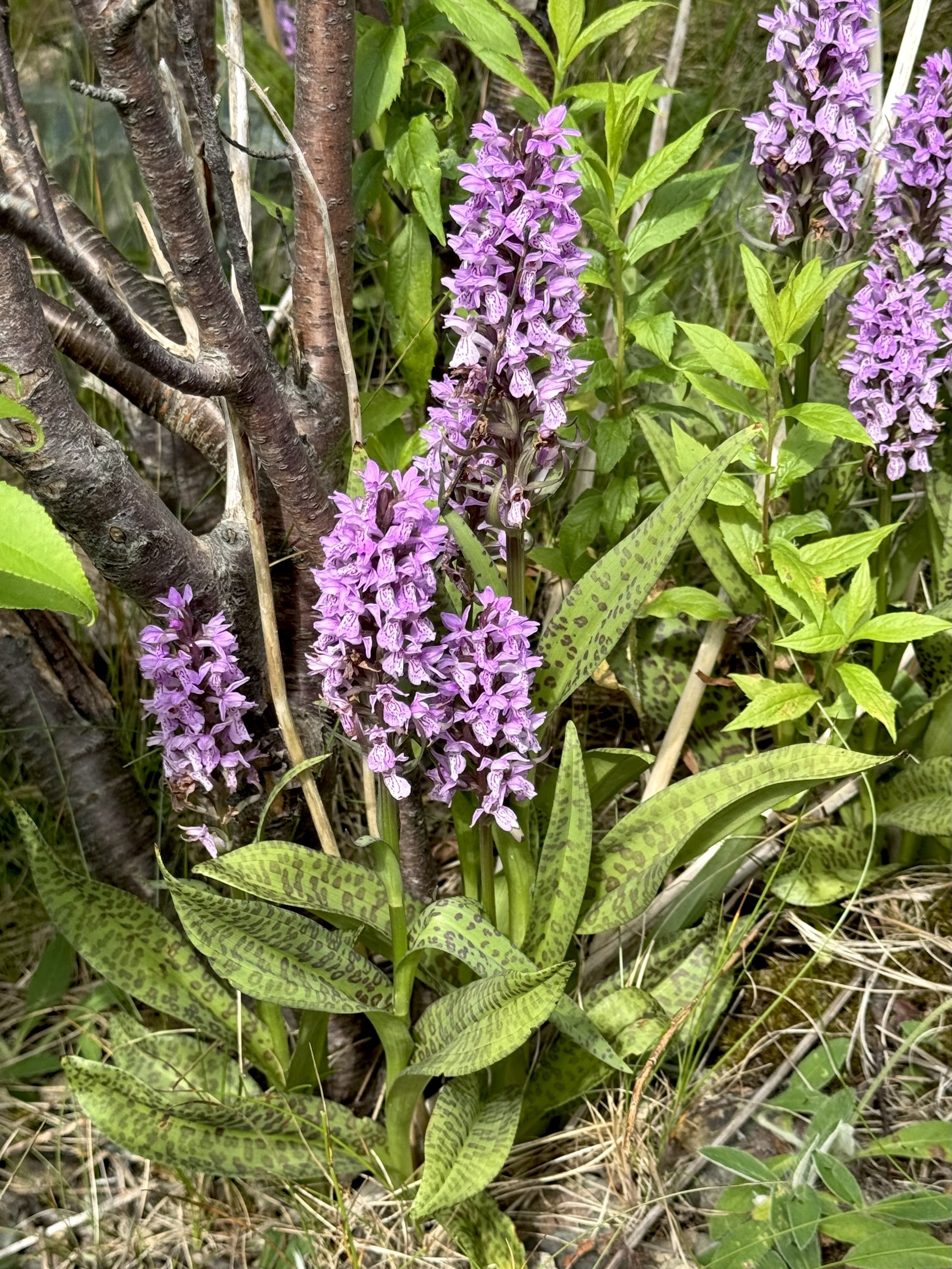leopard marsh orchid, Pippy Park, St. John’s