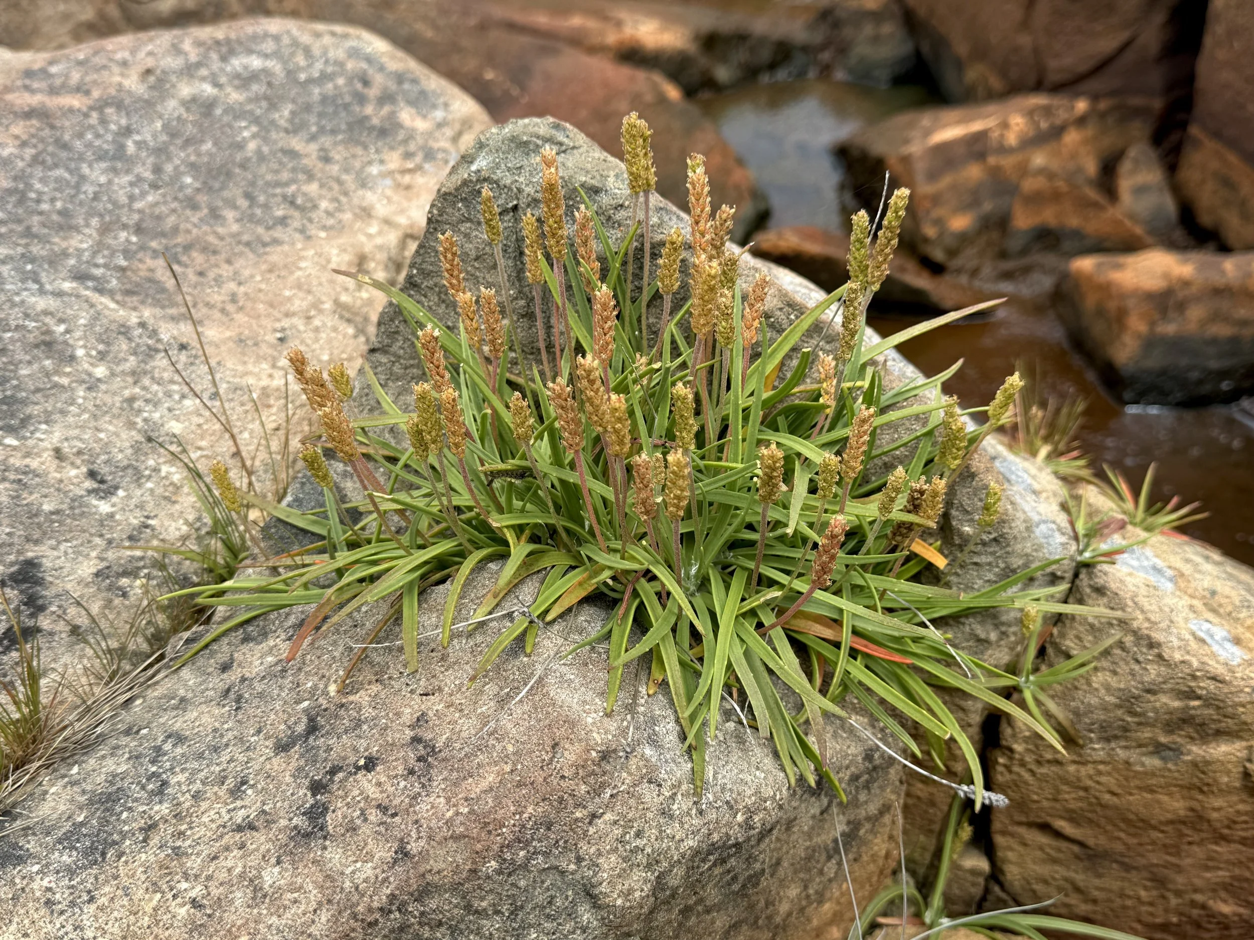 sea plantain