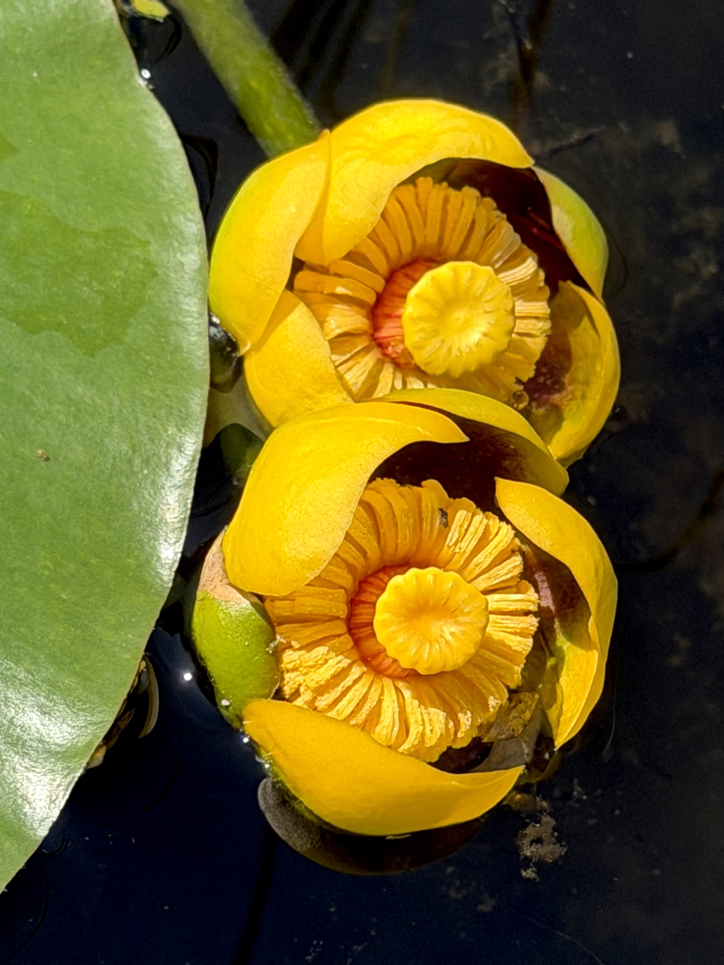 yellow pond-lily, Higgins Line, St. John’s