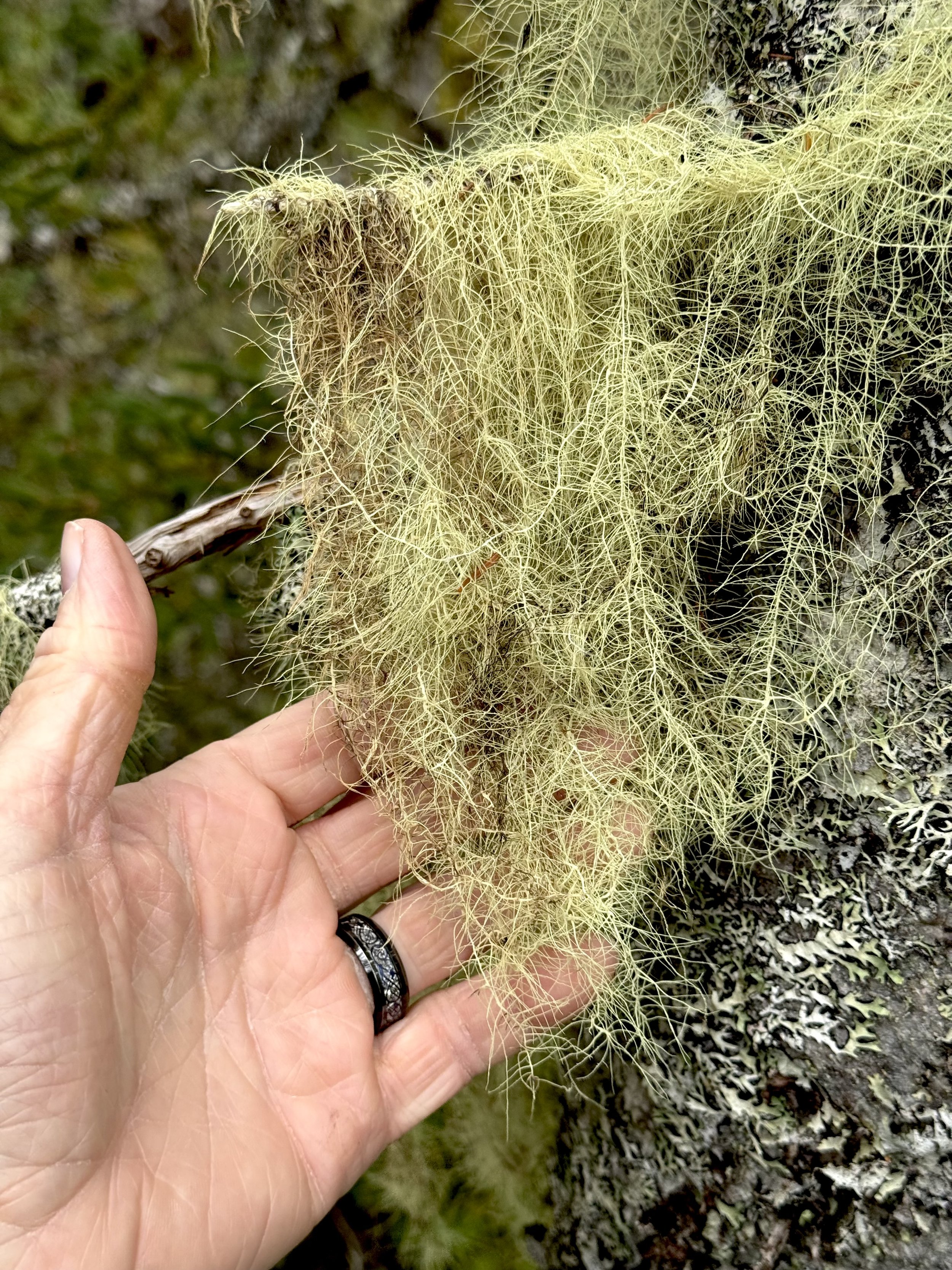 beard lichens, Level Pond
