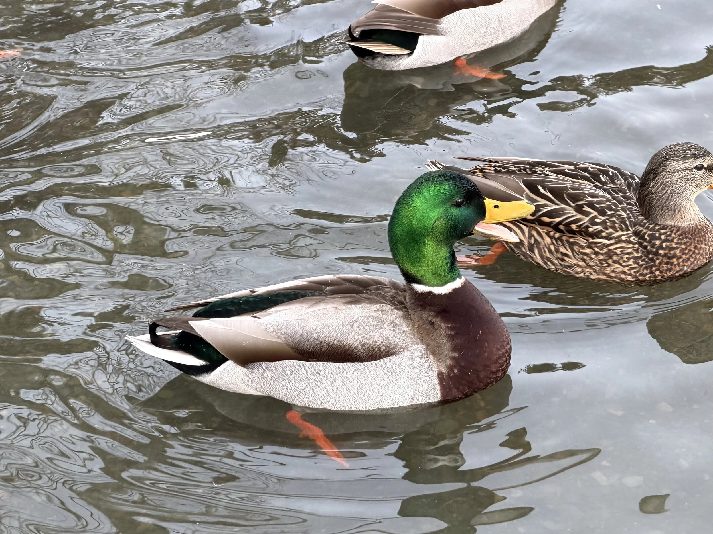 mallard duck quacking, Kent’s Pond, St. John’s
