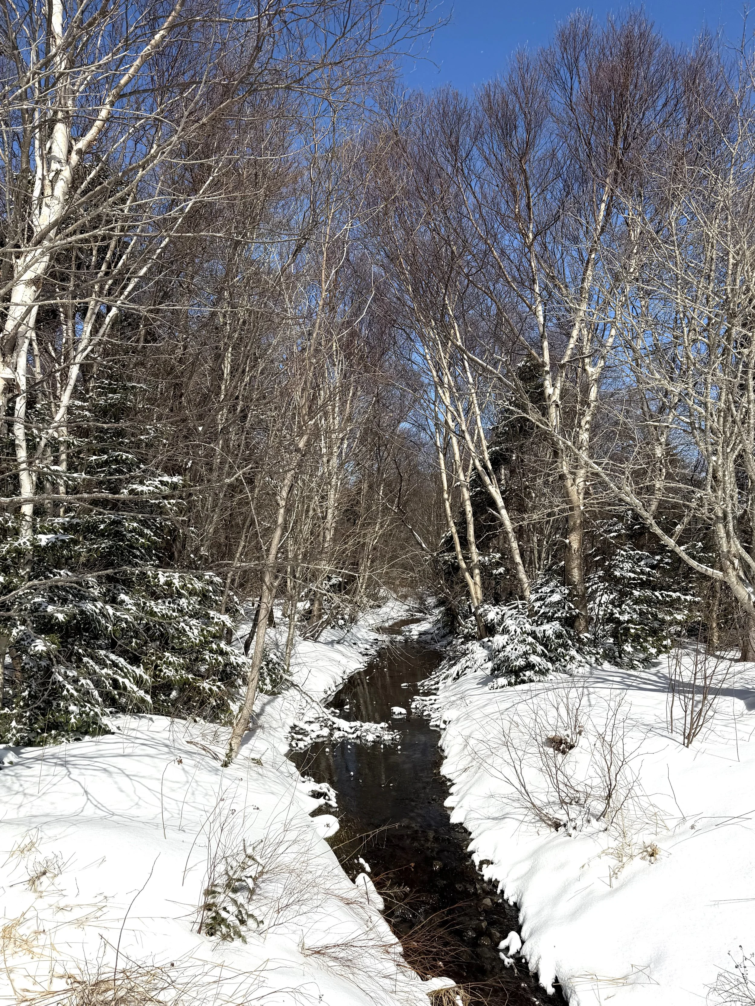 a small stream in winter, Pippy Park, St. John's