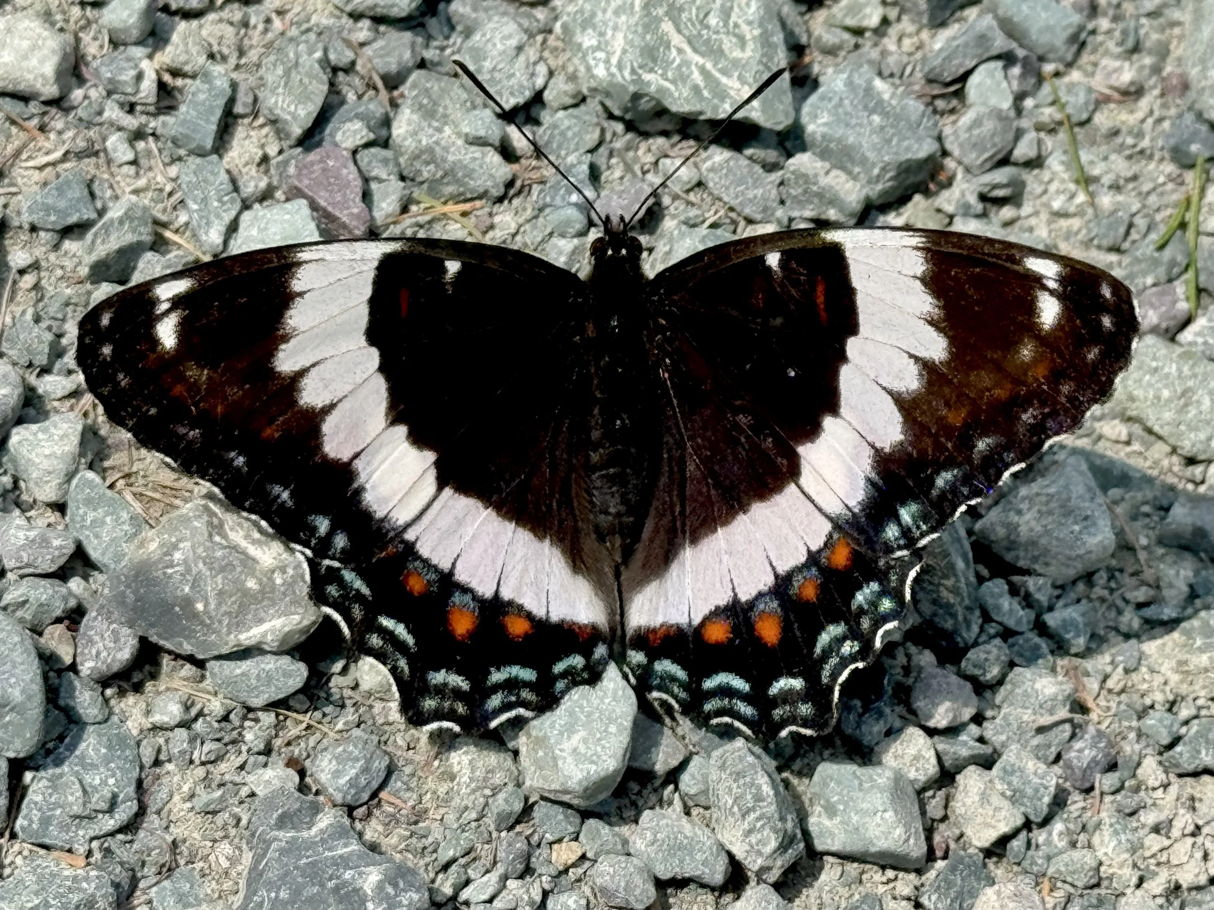 white admiral butterfly, near Makinsons