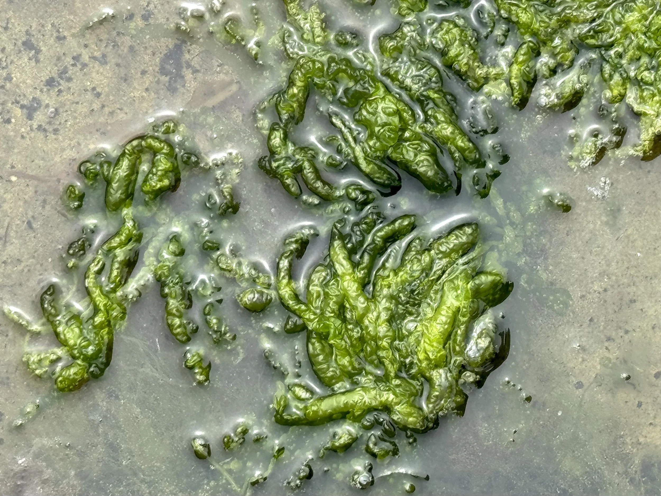 sea lettuce