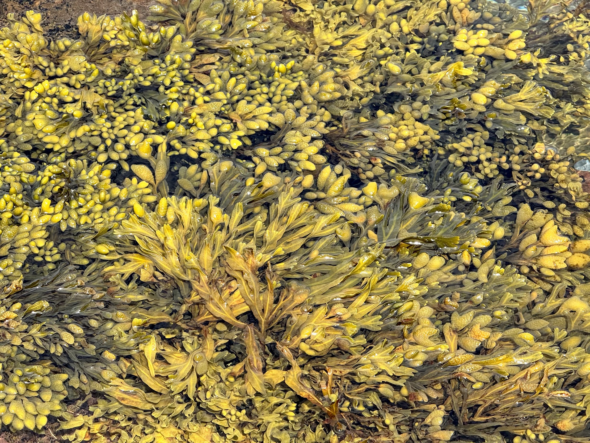 rockweed