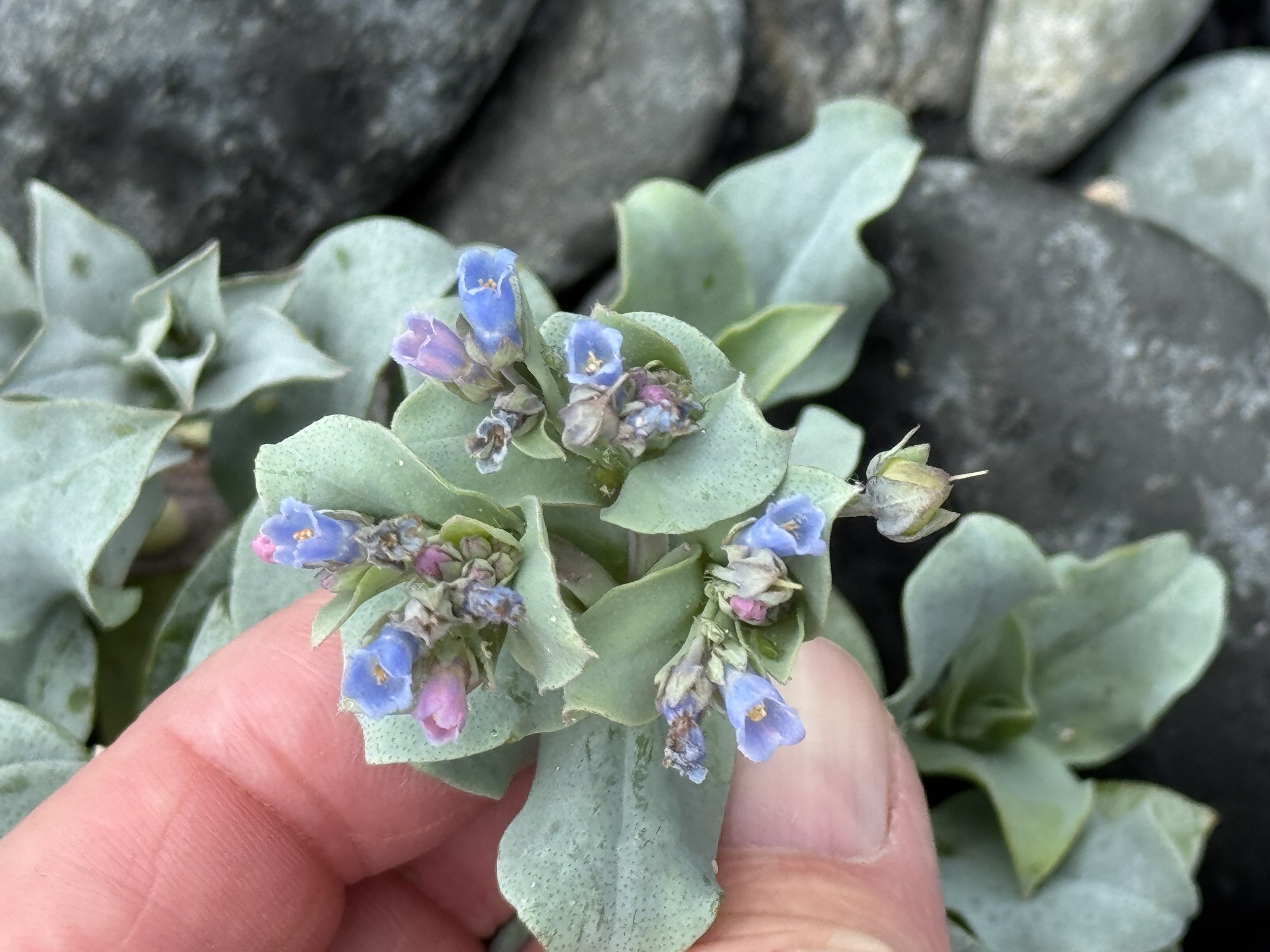 sea lungwort (oysterleaf)