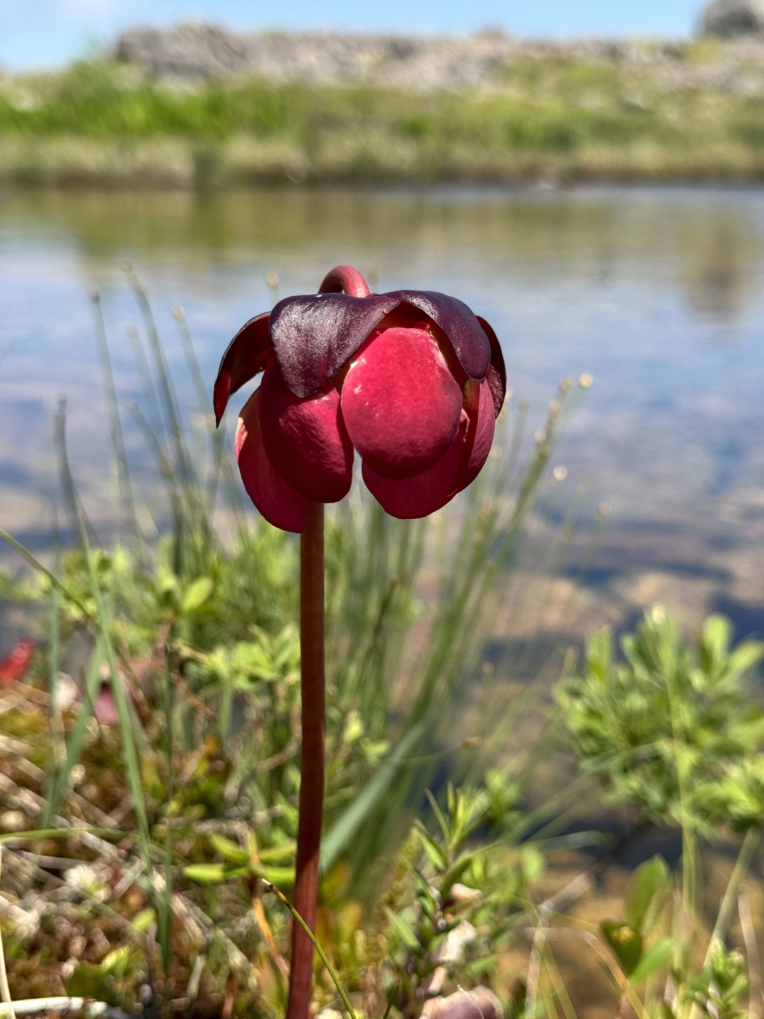 pitcher plant, Hawke Hill Ecological Reserve