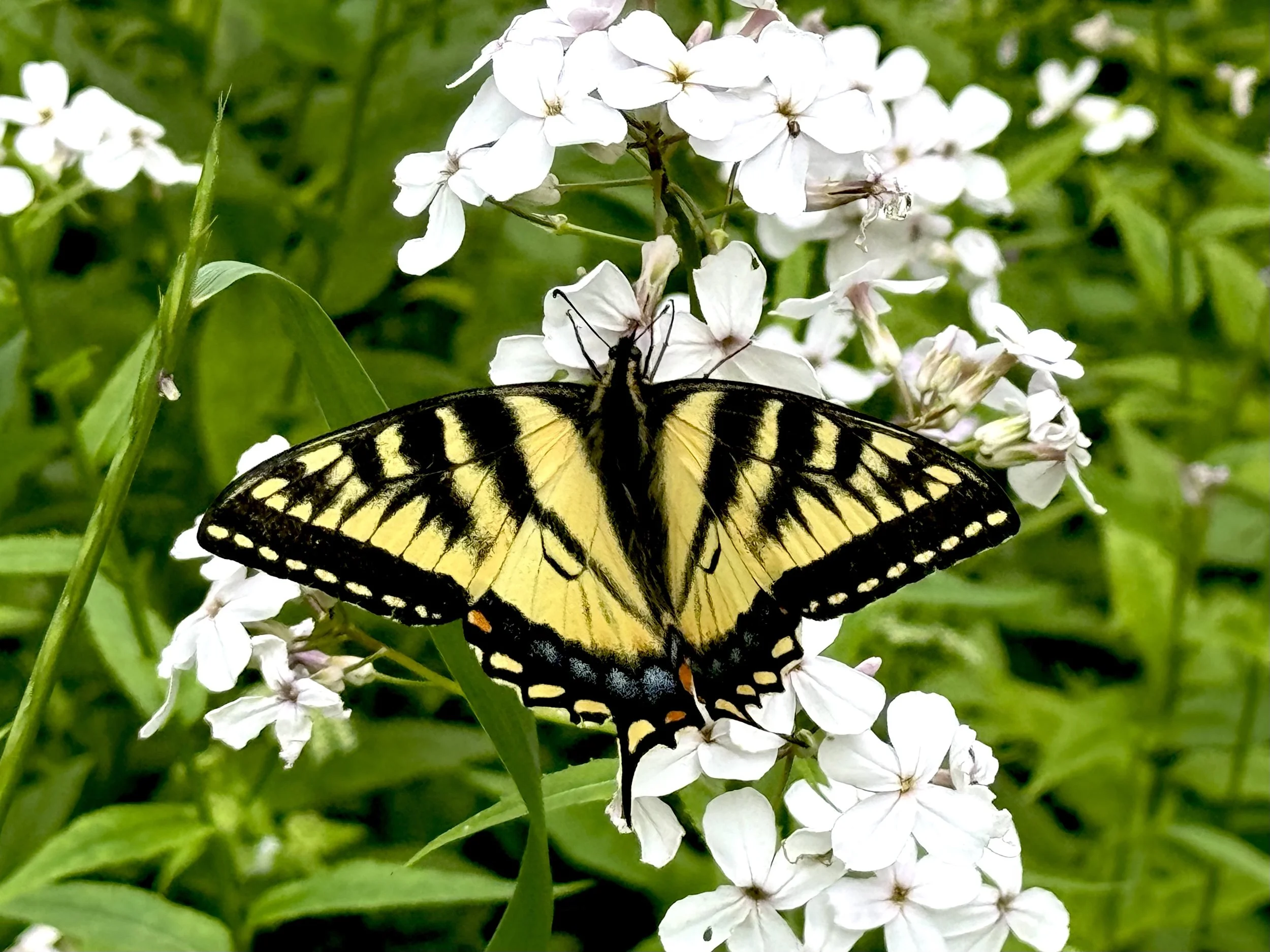 Canadian tiger swallowtail butterfly, Pippy Park