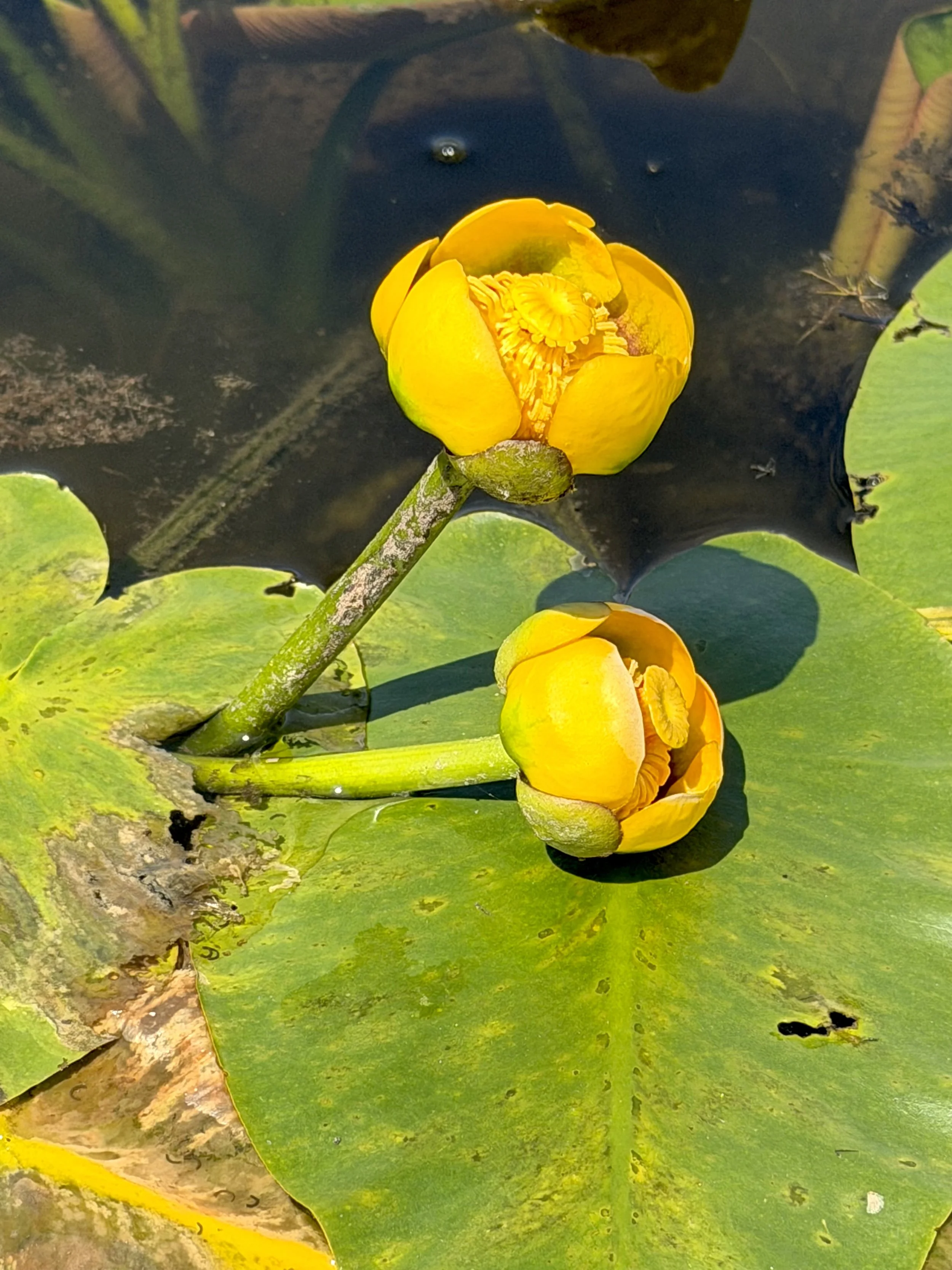 yellow pond-lily, Higgins Line, St. John’s
