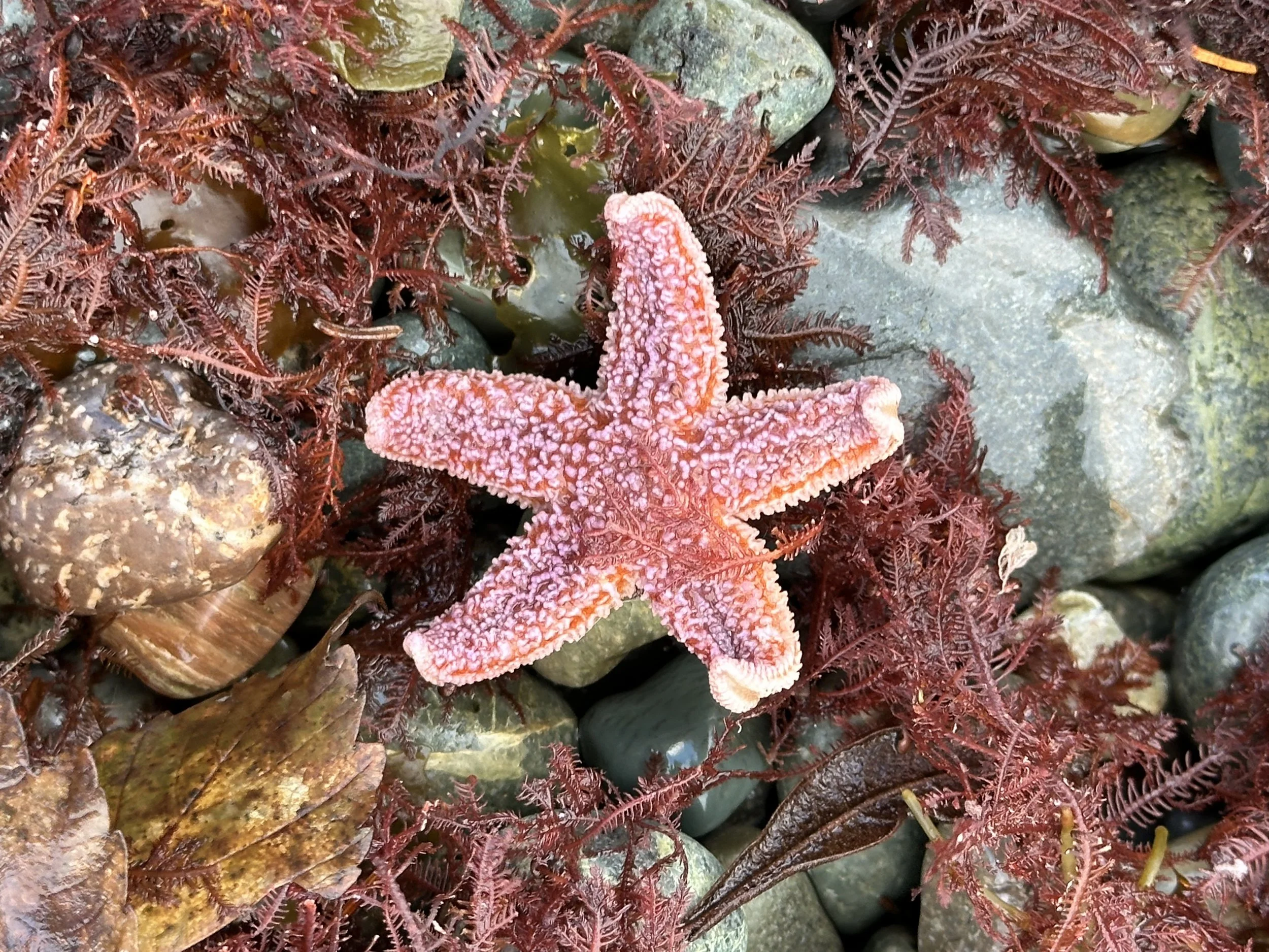 coral weed and sea star