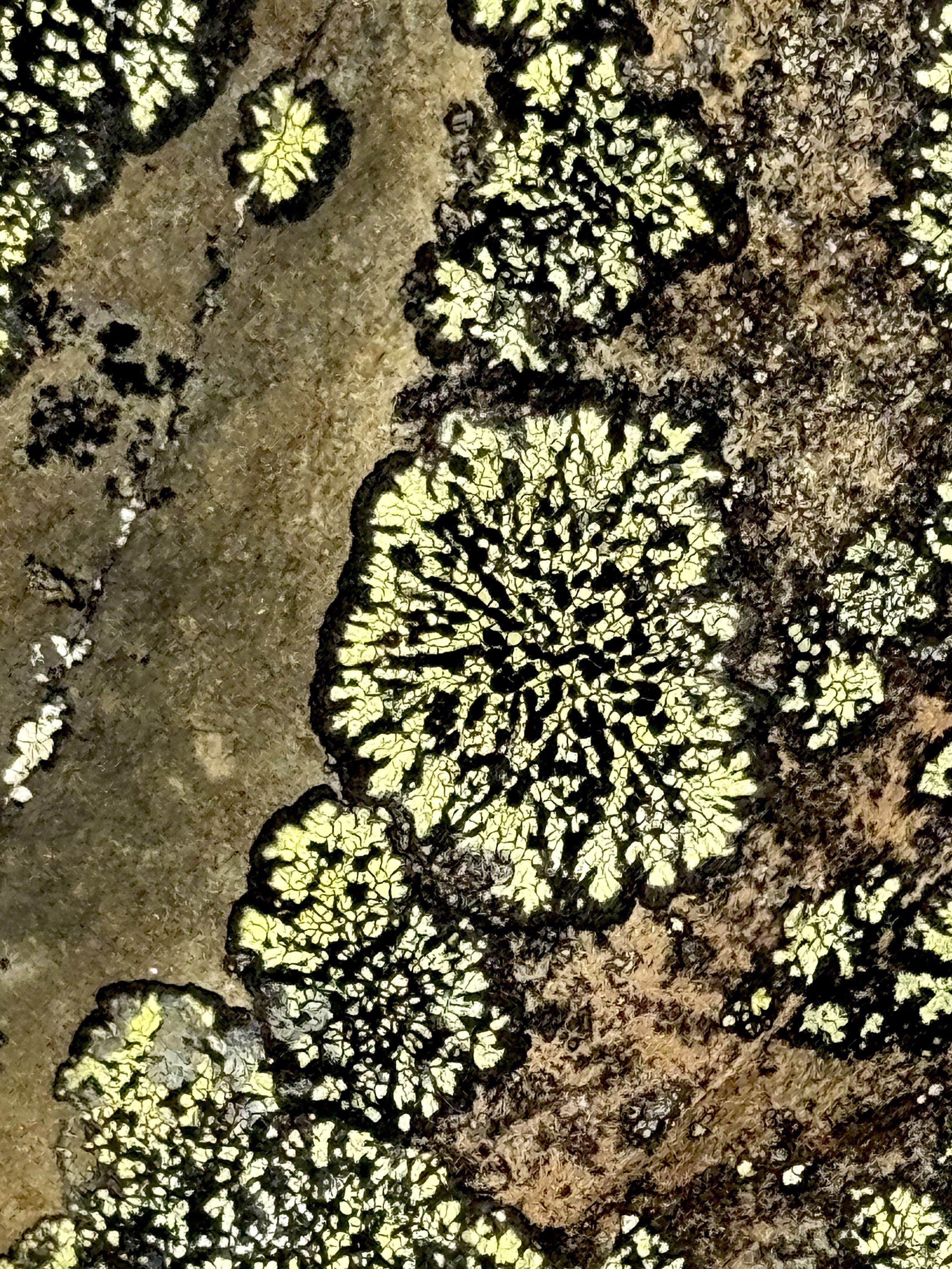 yellow map lichen, Signal Hill, St. John’s