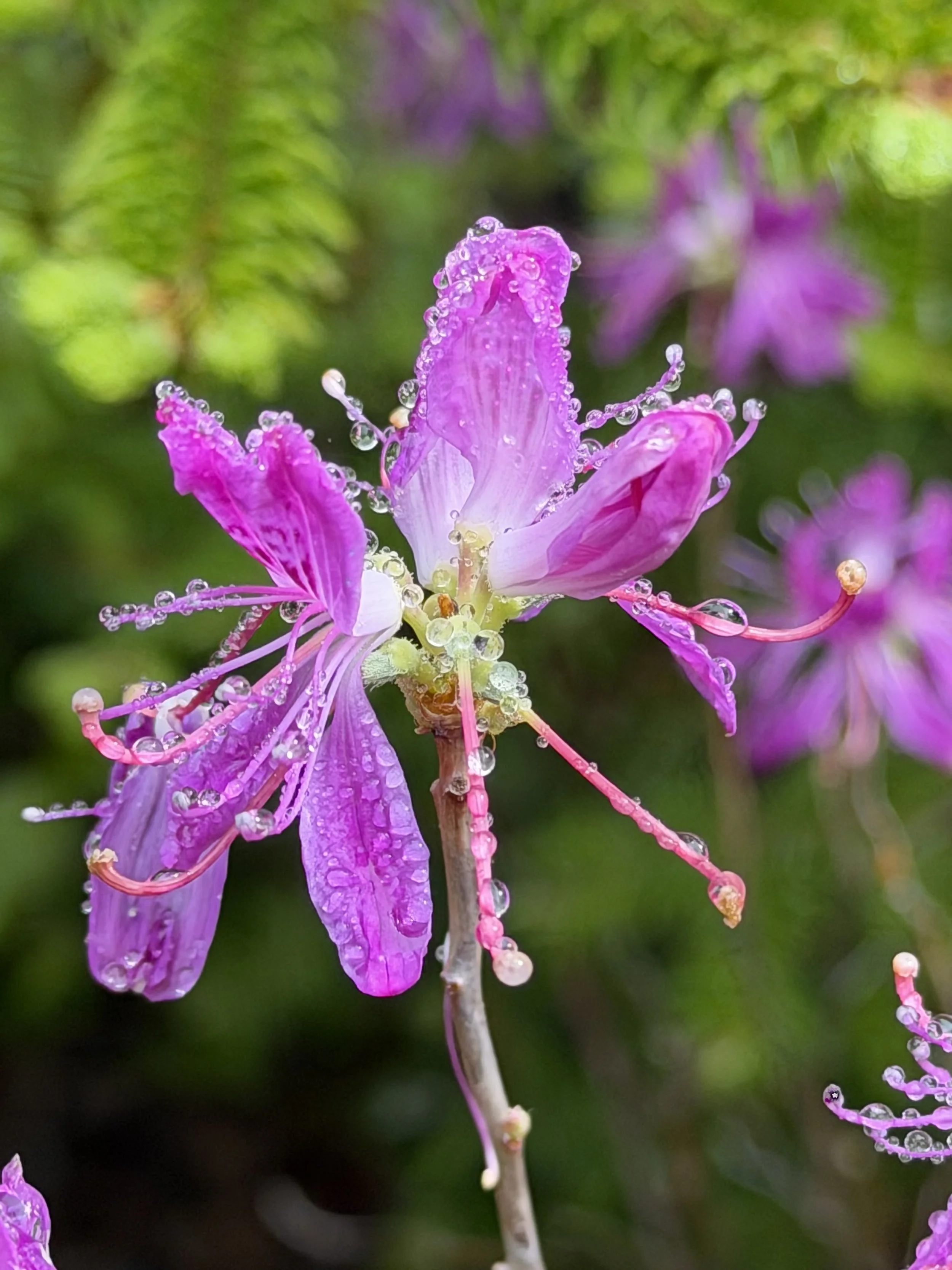 rhodora after the rain, Confederation Building, St. John’s