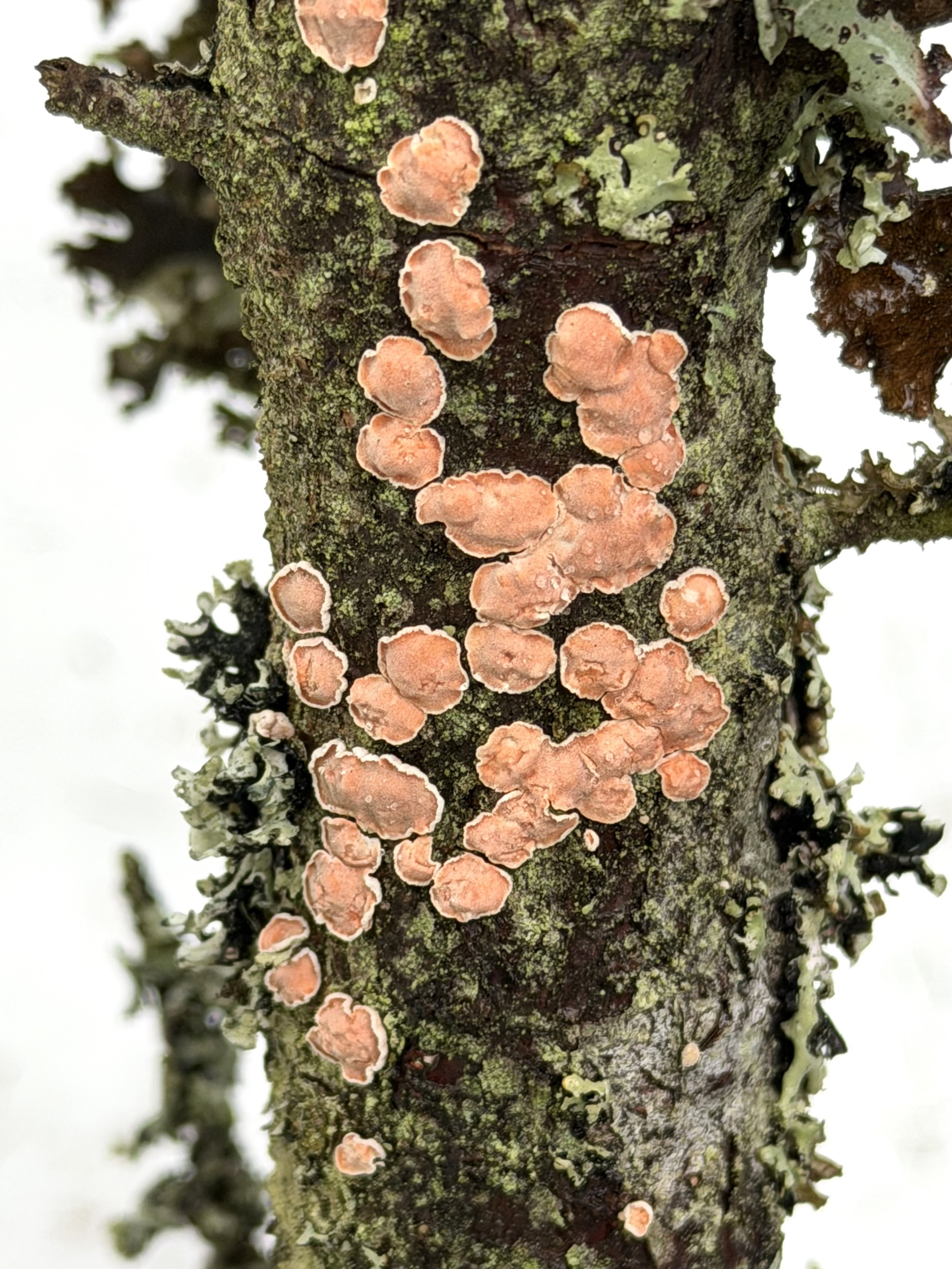 fungus on fallen wood, Kent’s Pond, St. John’s