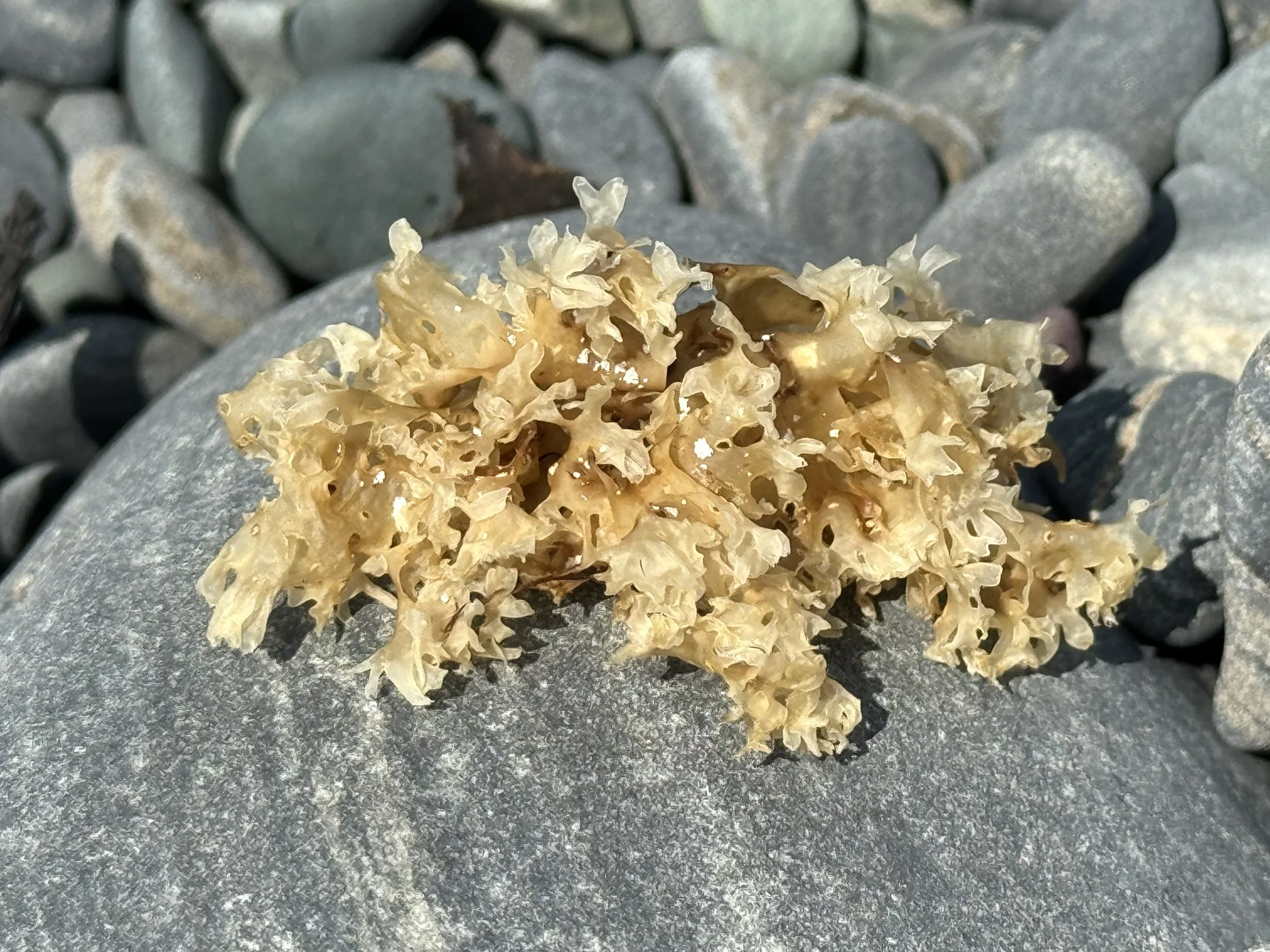 Irish moss (bleached)
