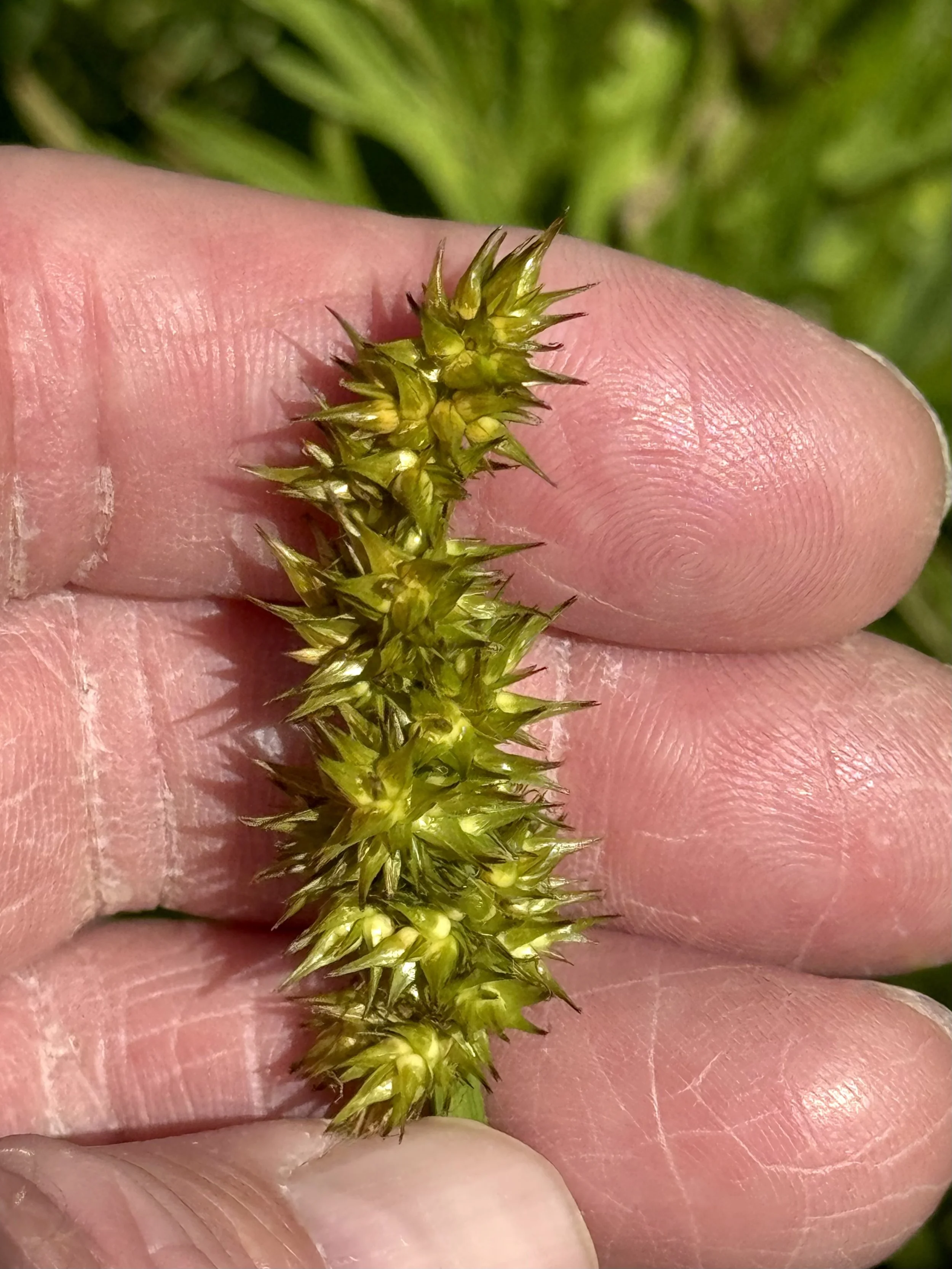 awl-fruited sedge, Rennie’s River, St. John’s