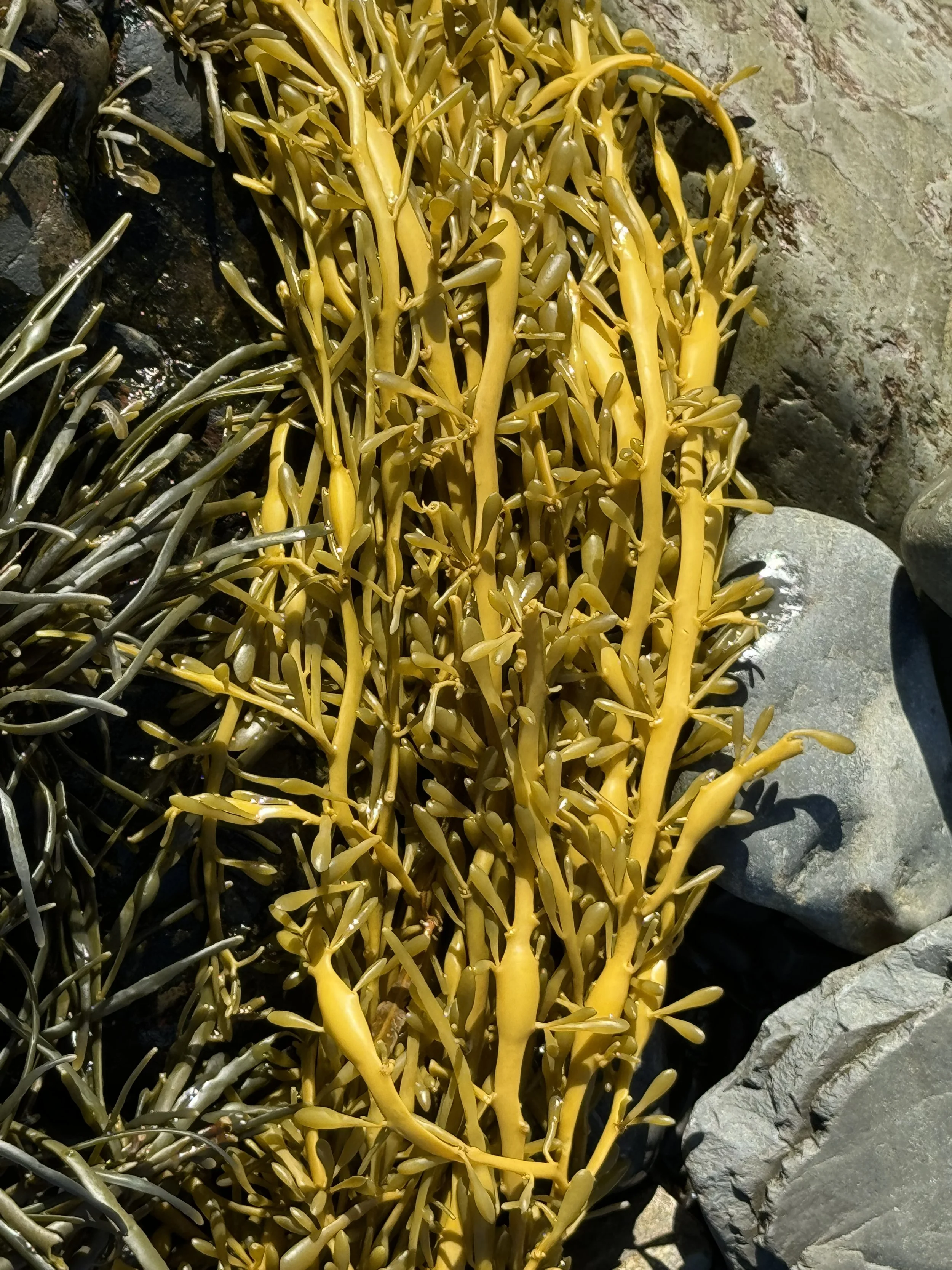 knotted wrack
