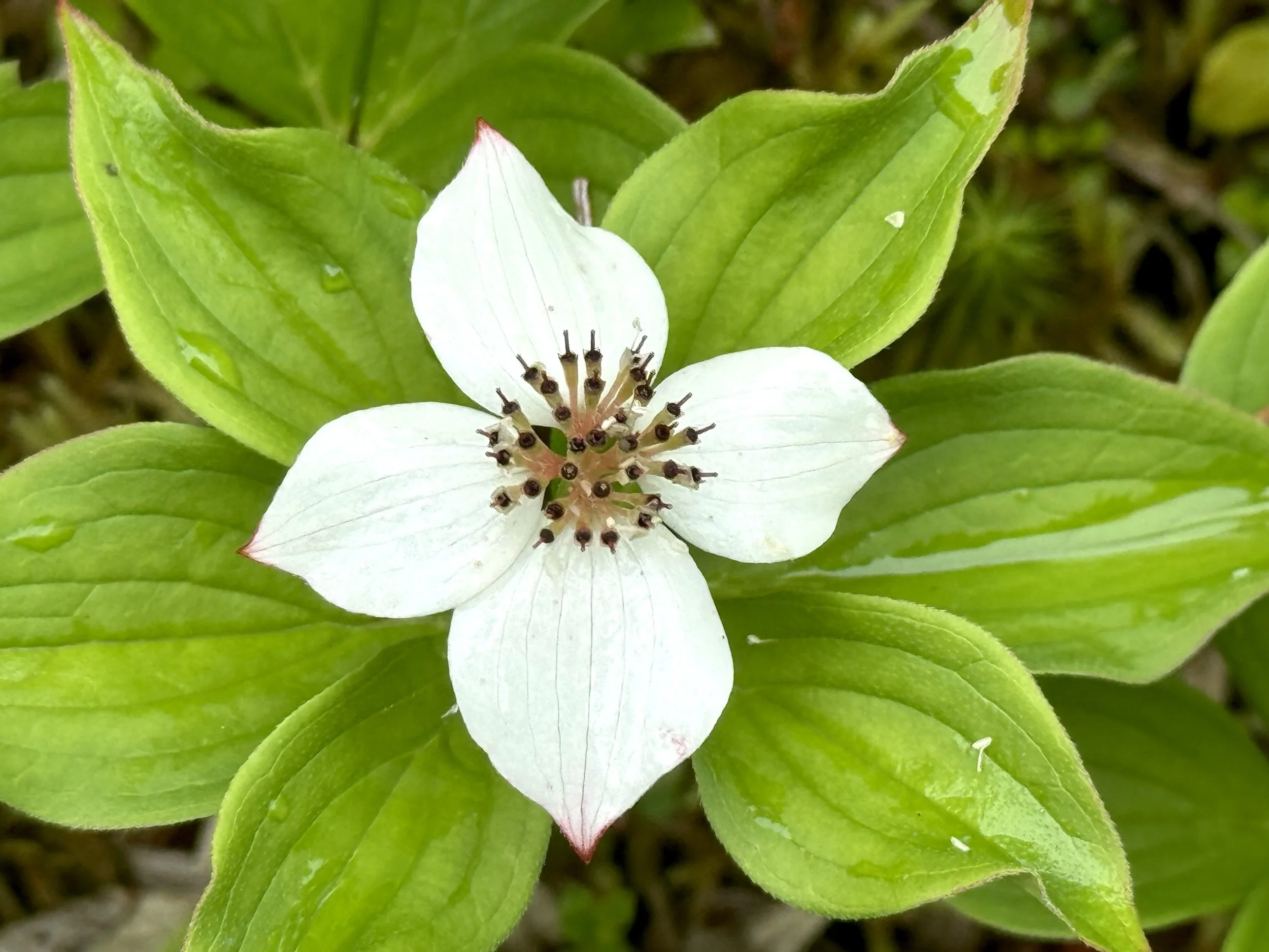bunchberry, Level Pond