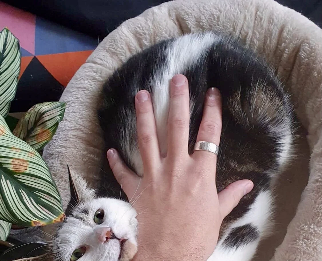 A hand with a ring on the finger resting on a black and white cat, which is lying inside a plush, circular pet bed. There is a green plant with striped leaves nearby.