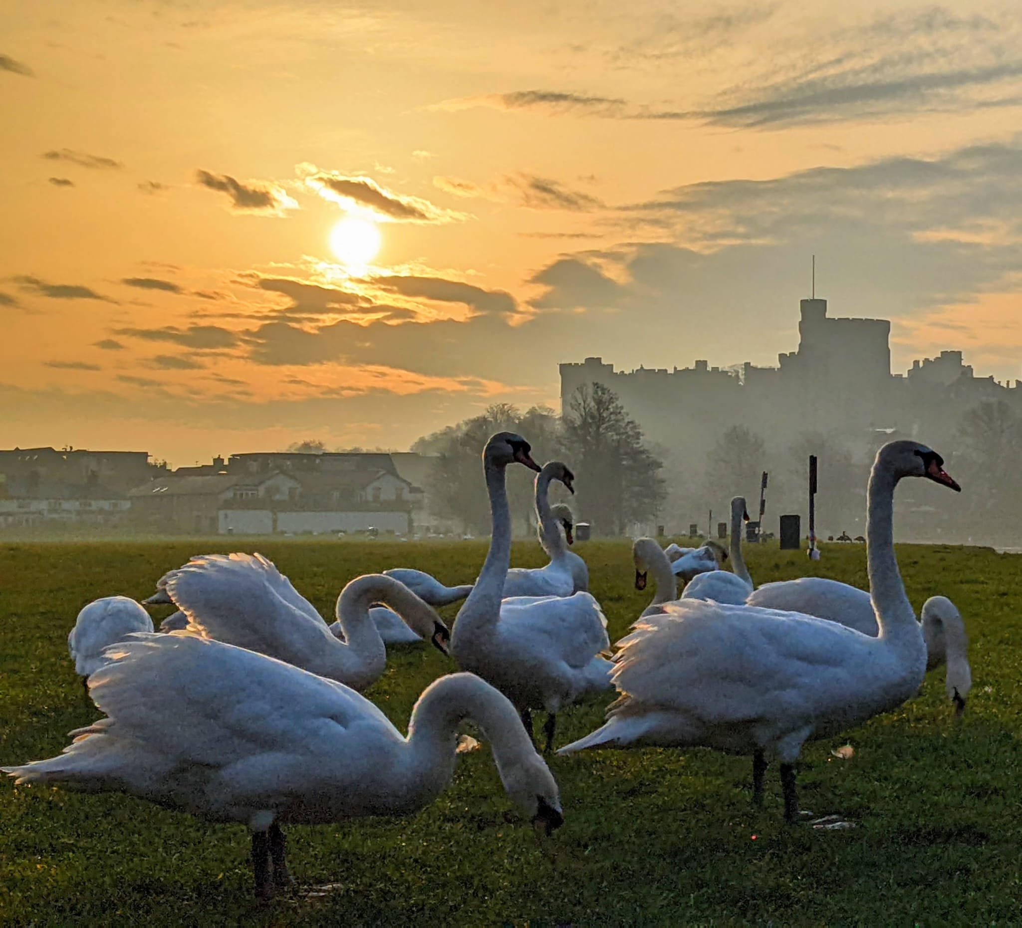Help protect our Royal Borough Swans 