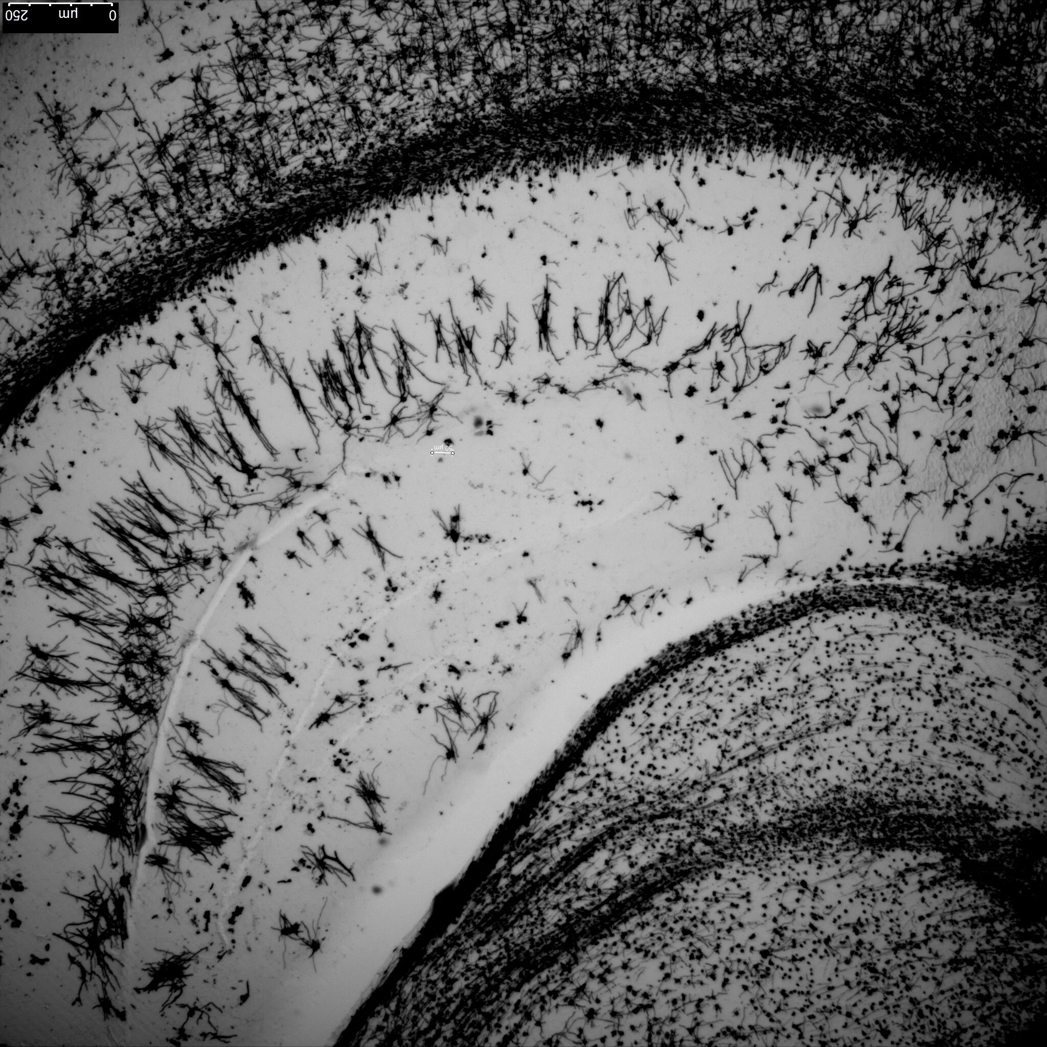 golgi stainning.lif_Hippocampus_Golgi_4X.jpg