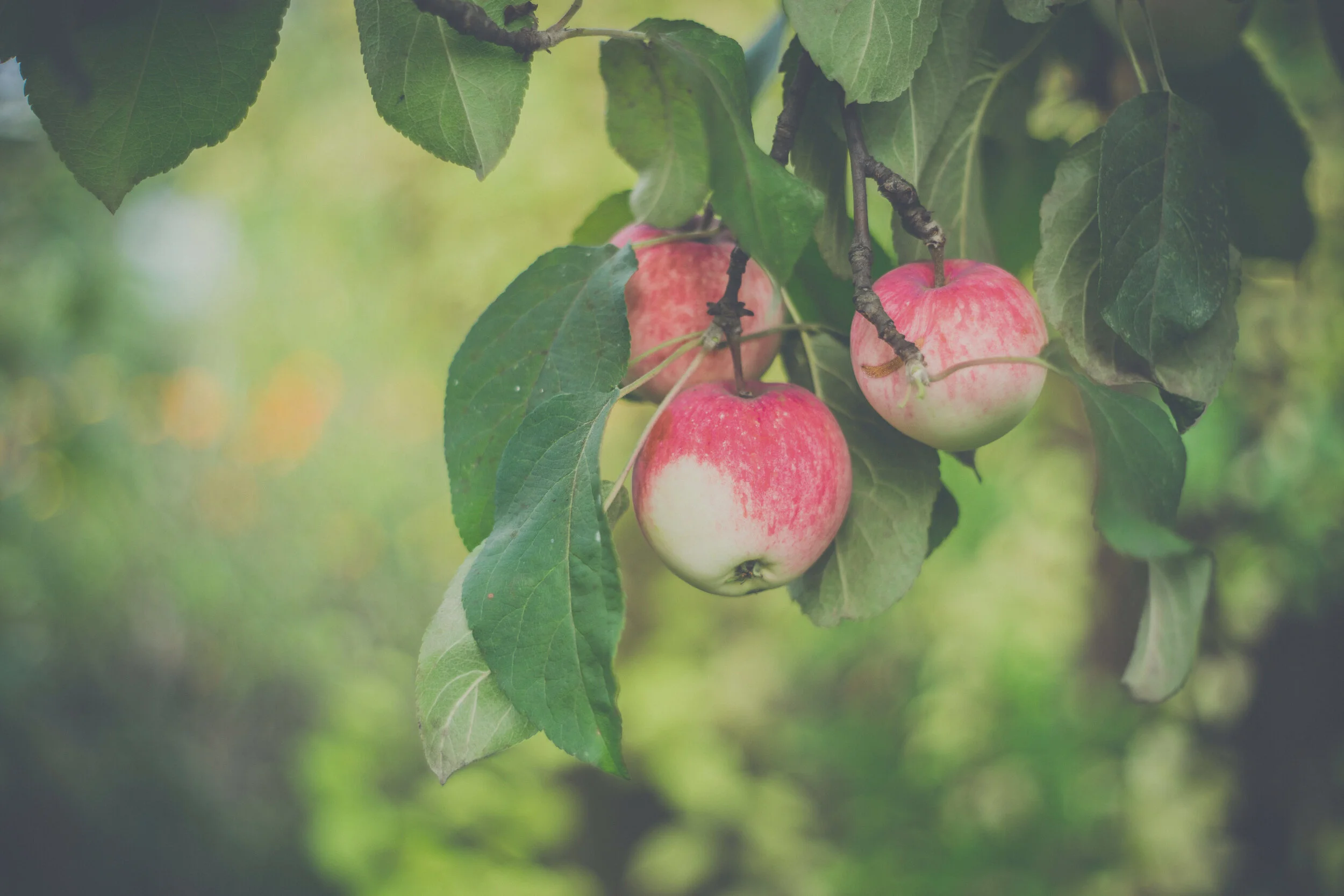 apples-white.jpg