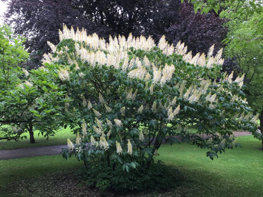 Aesculus parviflora — Friends of the Botanical Gardens Sheffield