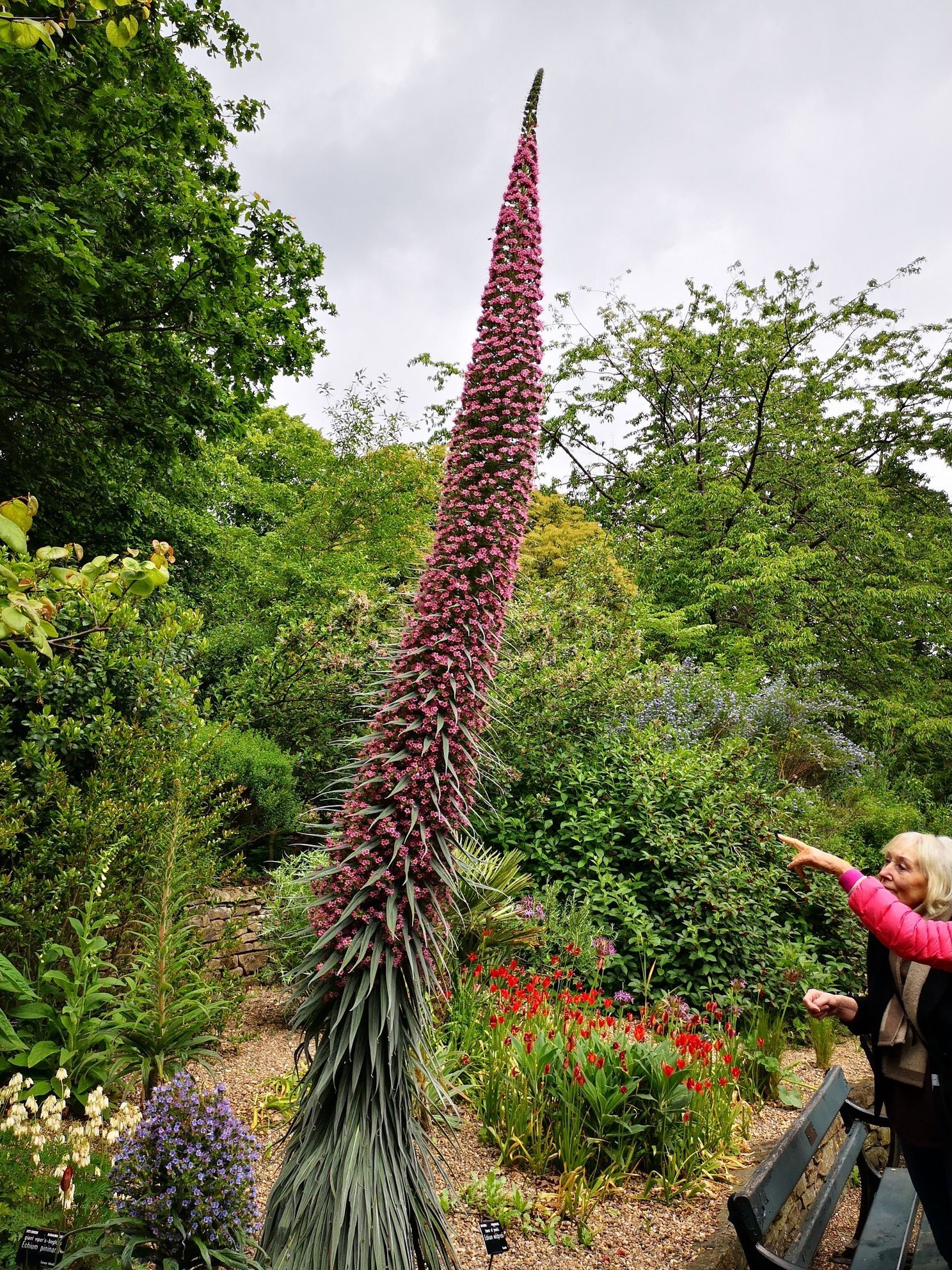 2019-06_Echium_wildpretii1-K_Keeton.jpg