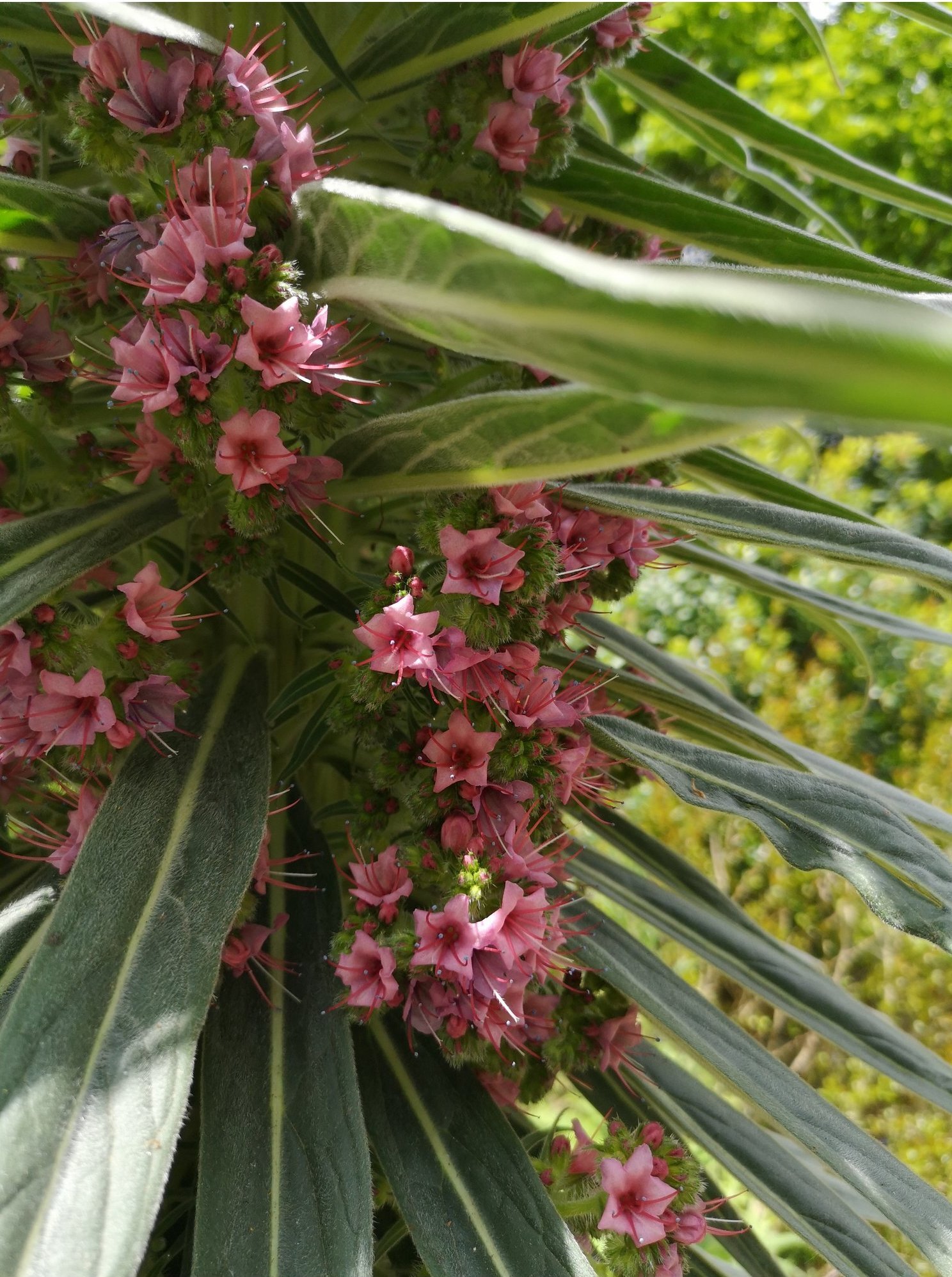 2019-06_Echium_wildpretii2-K_Keeton.jpg