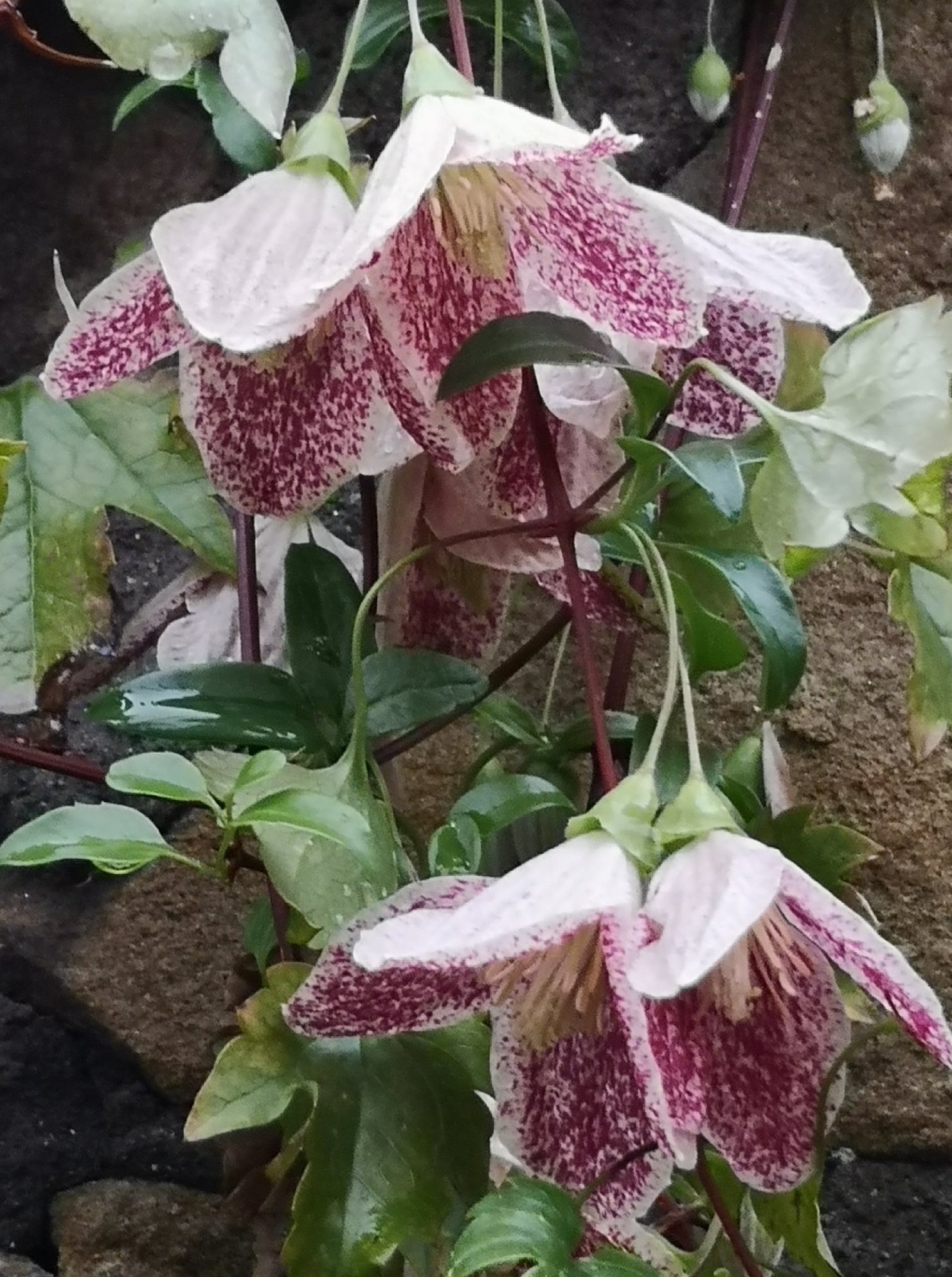 2018-12_Clematis_cirrhosa_'Freckles'2-K_Keeton.jpg