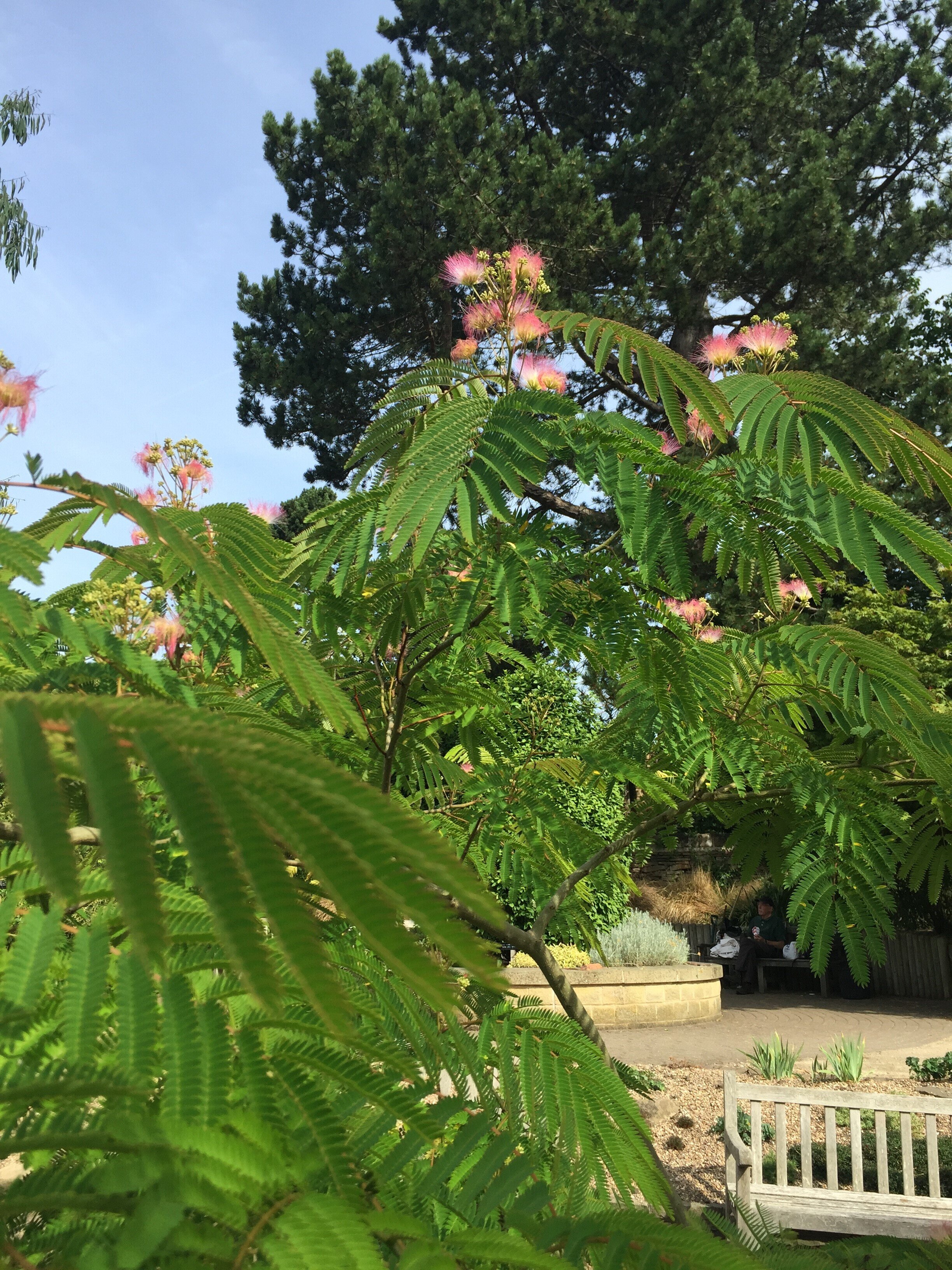 2018-08_Albizia_julibrissin1-J_Dykes.jpg