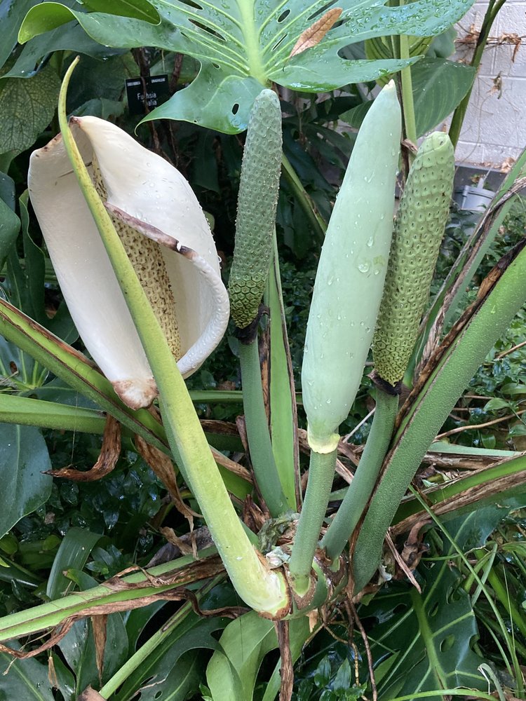 albino monstera for sale Monstera deliciosa 'Albo Borsigiana'