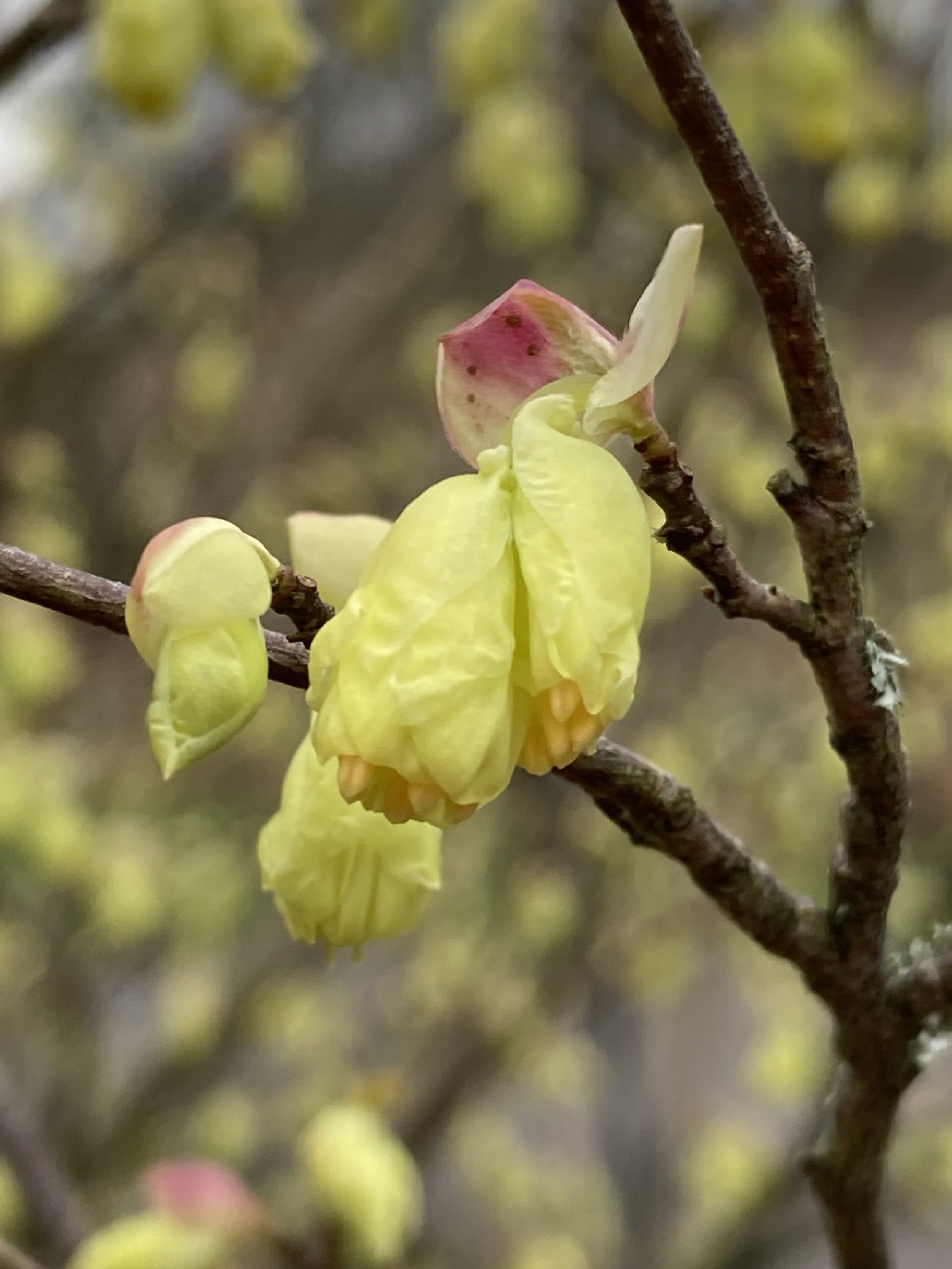 Corylopsis 2.jpg