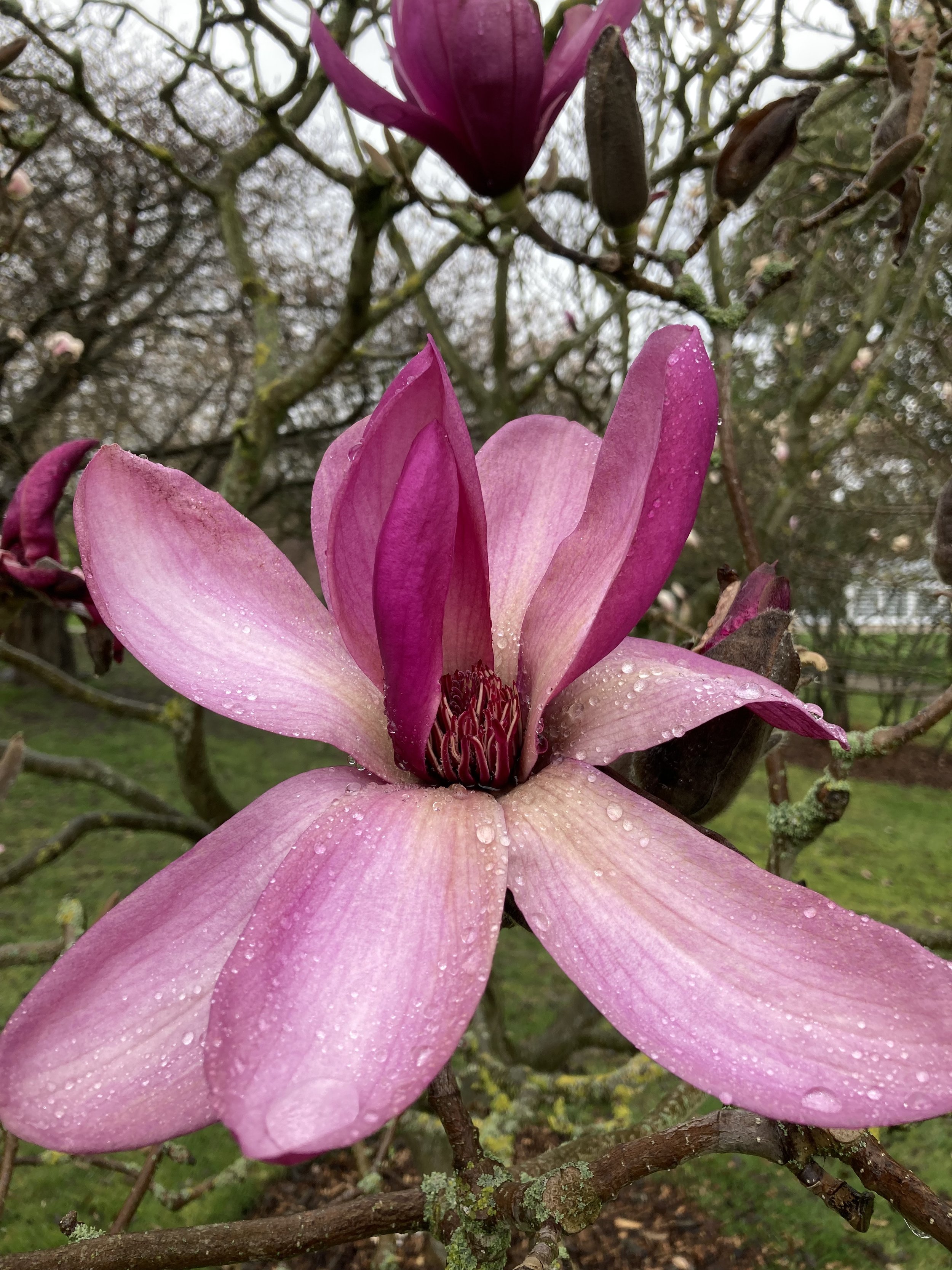 Magnolia Nigra.jpg