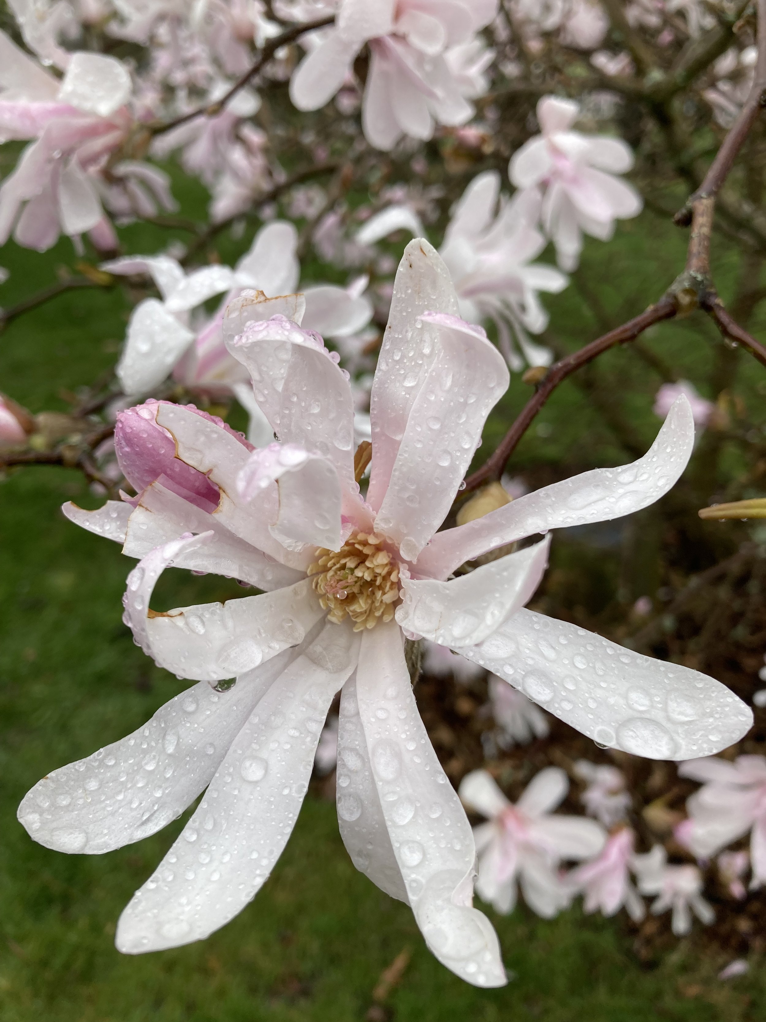 Magnolia x loebneri ‘Leonard Messel’.jpg