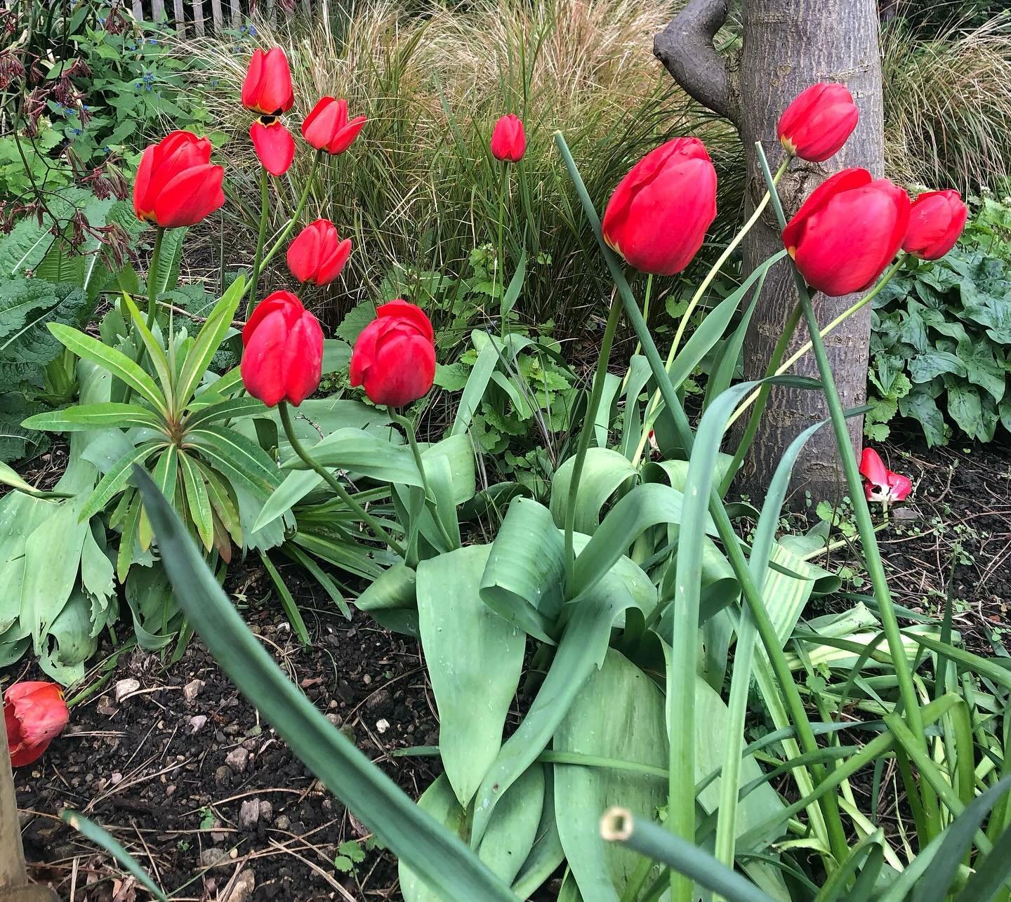 It&rsquo;s Tulip Time in #sheffieldbotanicalgardens&hellip;&hellip;.

Enjoy it while it lasts!
.
.
.
.
.
.
.
#tulip #tulipseason #tuliptime #springflowers #colourinthegarden #theoutdoorcity #ourfaveplaces #loveflowers #sheffieldissuper #tulipsofinsta