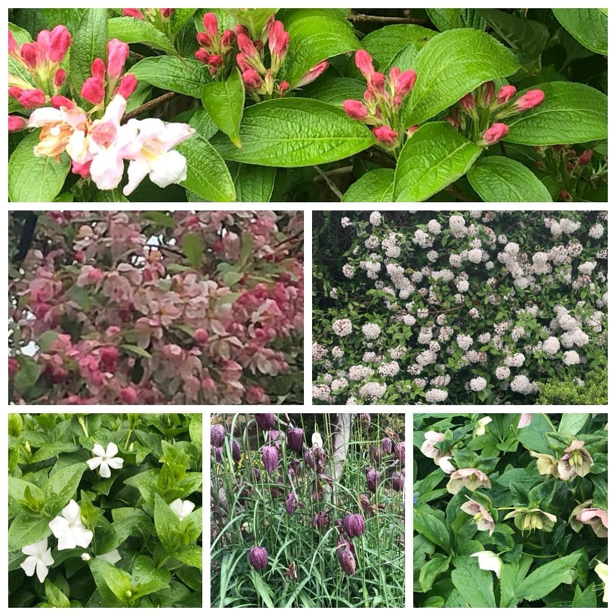 Sheffield Botanical Gardens -  always blooming lovely - come and see for yourself&hellip;&hellip;. 
Open all weekend 8.00am-7.45pm (pavilions 9.00am-7.30pm)
.
.
.
.
.
#sheffieldbotanicalgardens #blossom #floweringplants #bloomingblooms #springcolour 